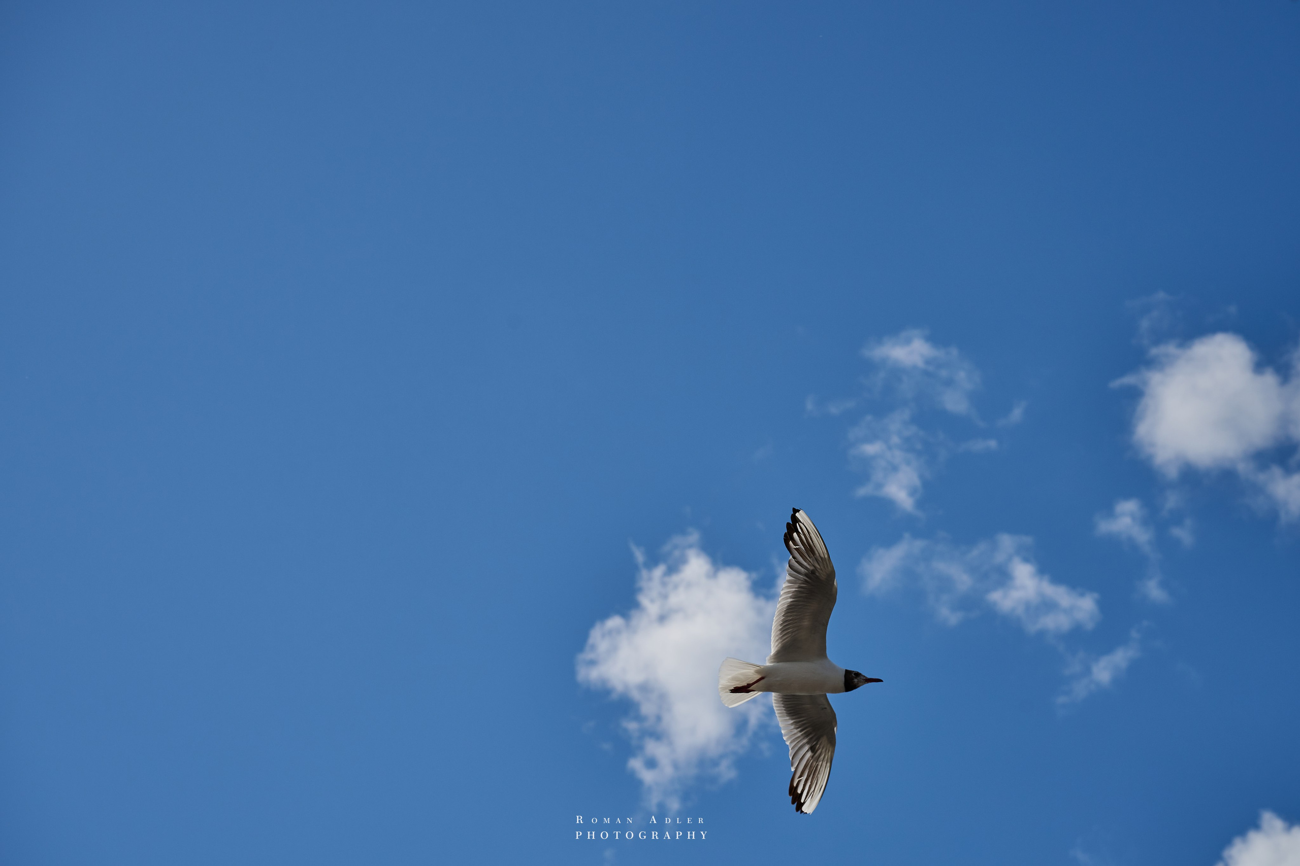 Пермь. Июль 2025. Фотограф Роман Адлер