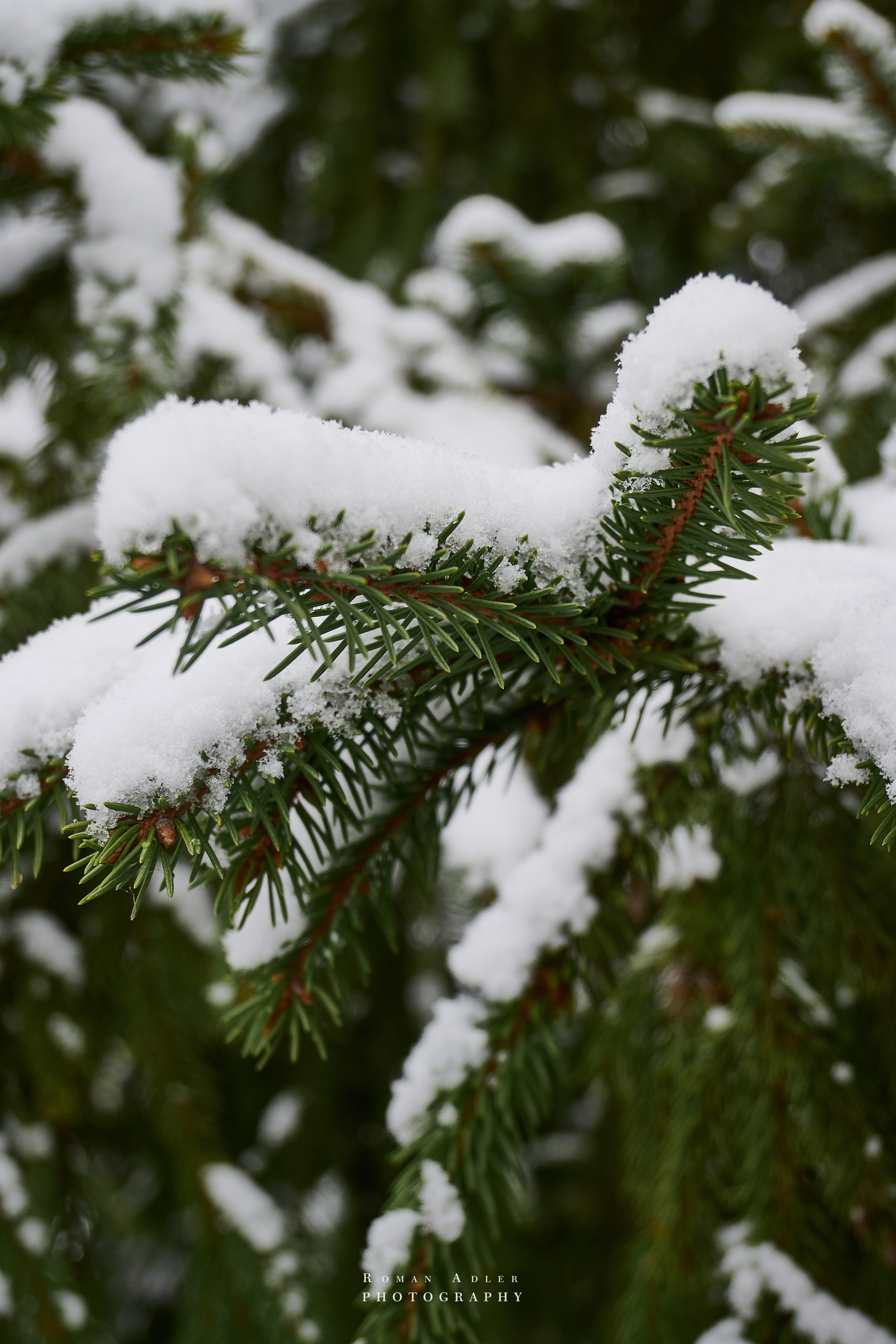Первый снег. Ноябрь 2024. Фотограф Роман Адлер