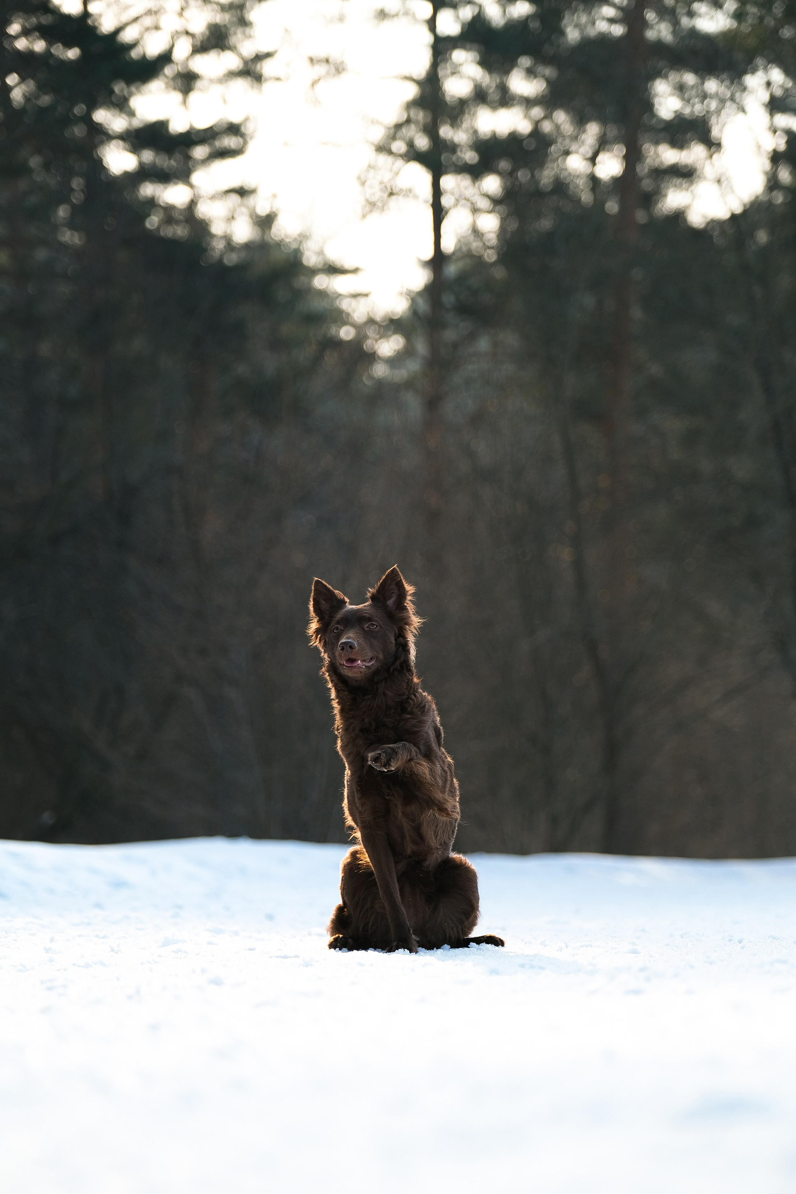 Маша и Одиссея. Фотограф и видеограф анималист Аганина Дарья