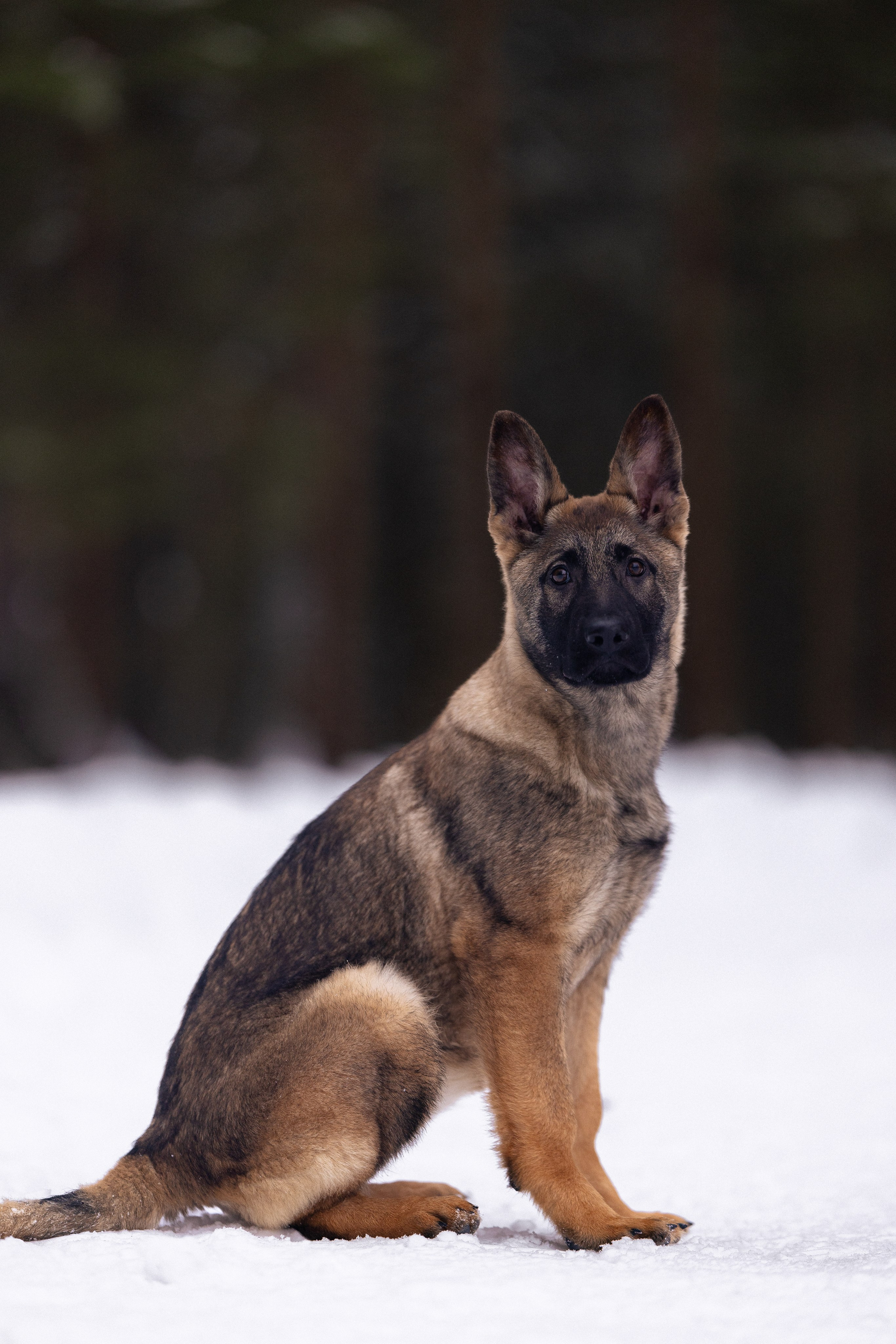 Немецкая овчарка. Фотограф и видеограф анималист Аганина Дарья