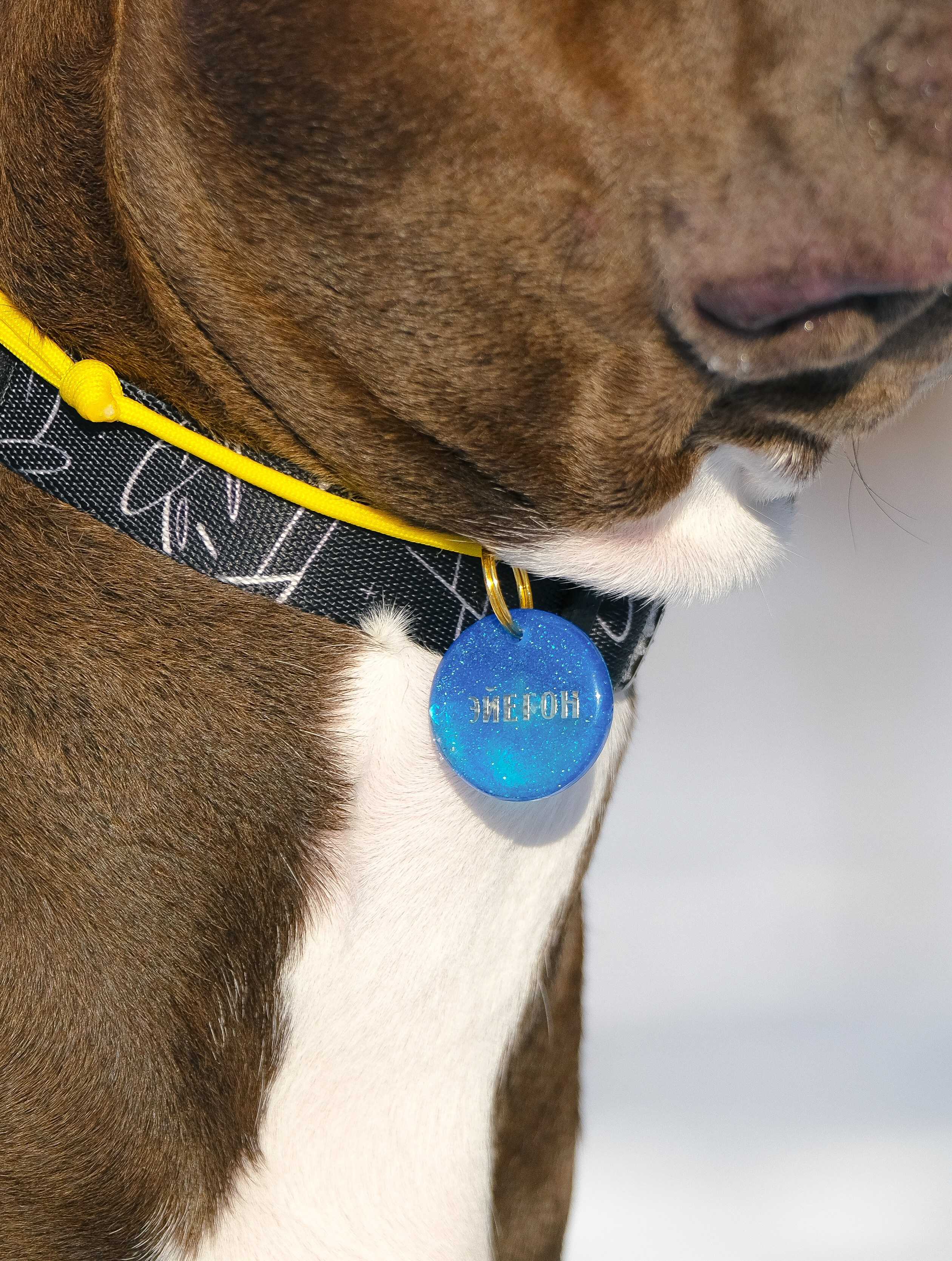 Баста и Эйгон. Фотограф и видеограф анималист Аганина Дарья