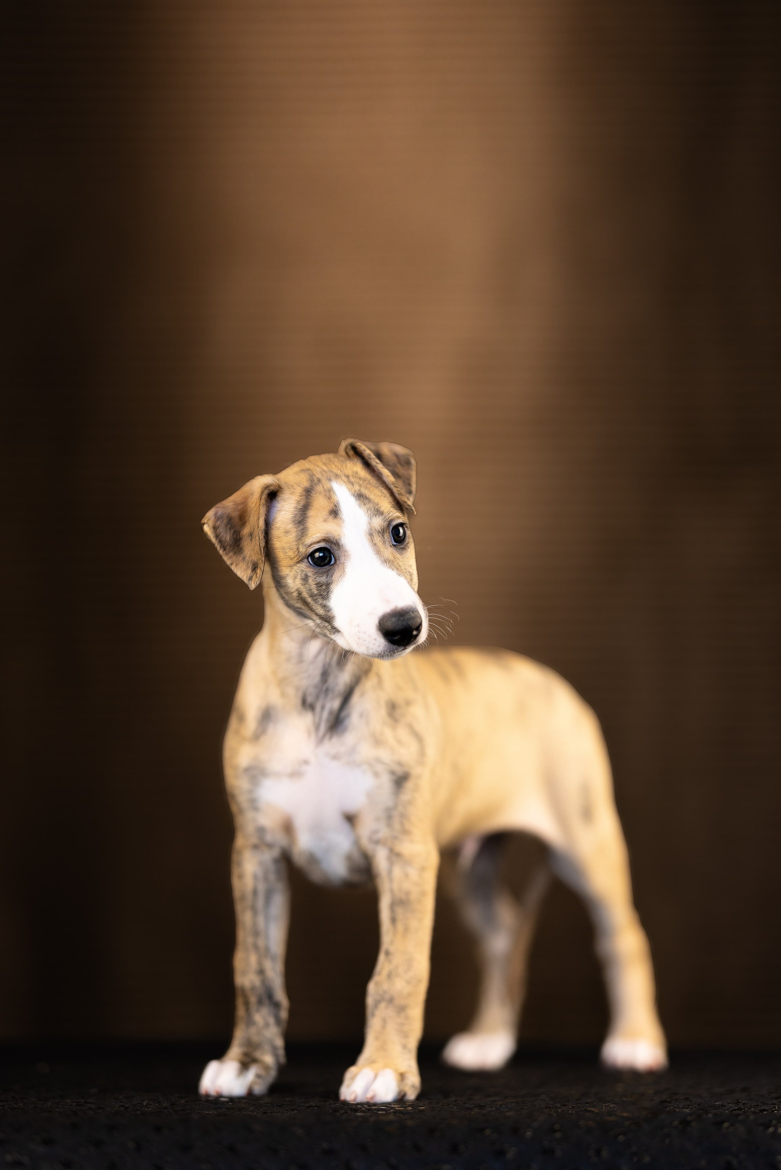 Уиппет. Фотограф и видеограф анималист Аганина Дарья