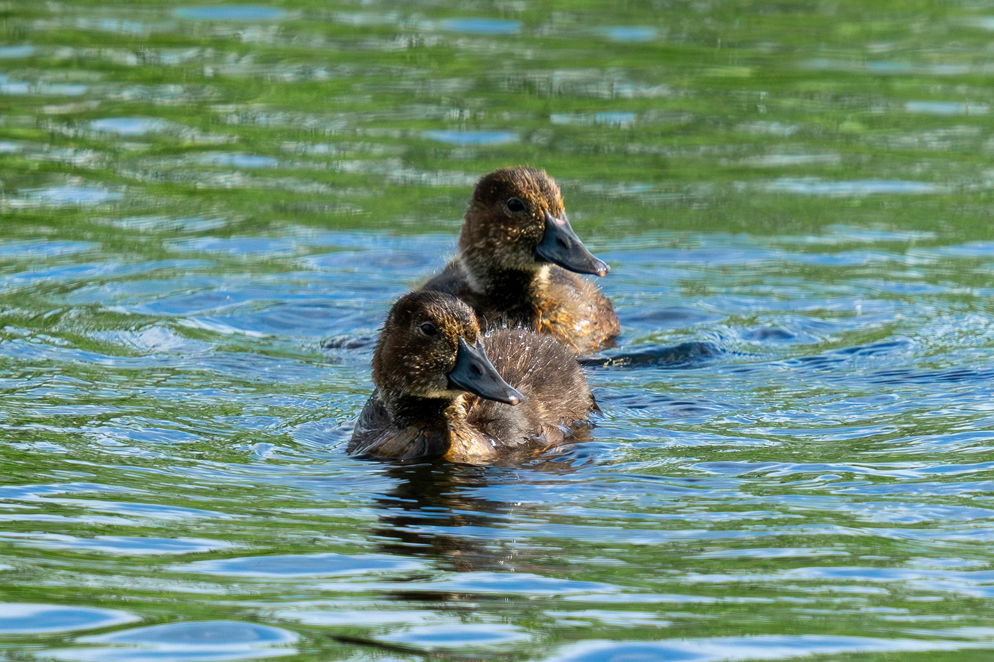 Удивительные мир птиц. Вокруг нас столько прекрасного — присмотритесь!. Ваш личный фотограф Марина Волкова