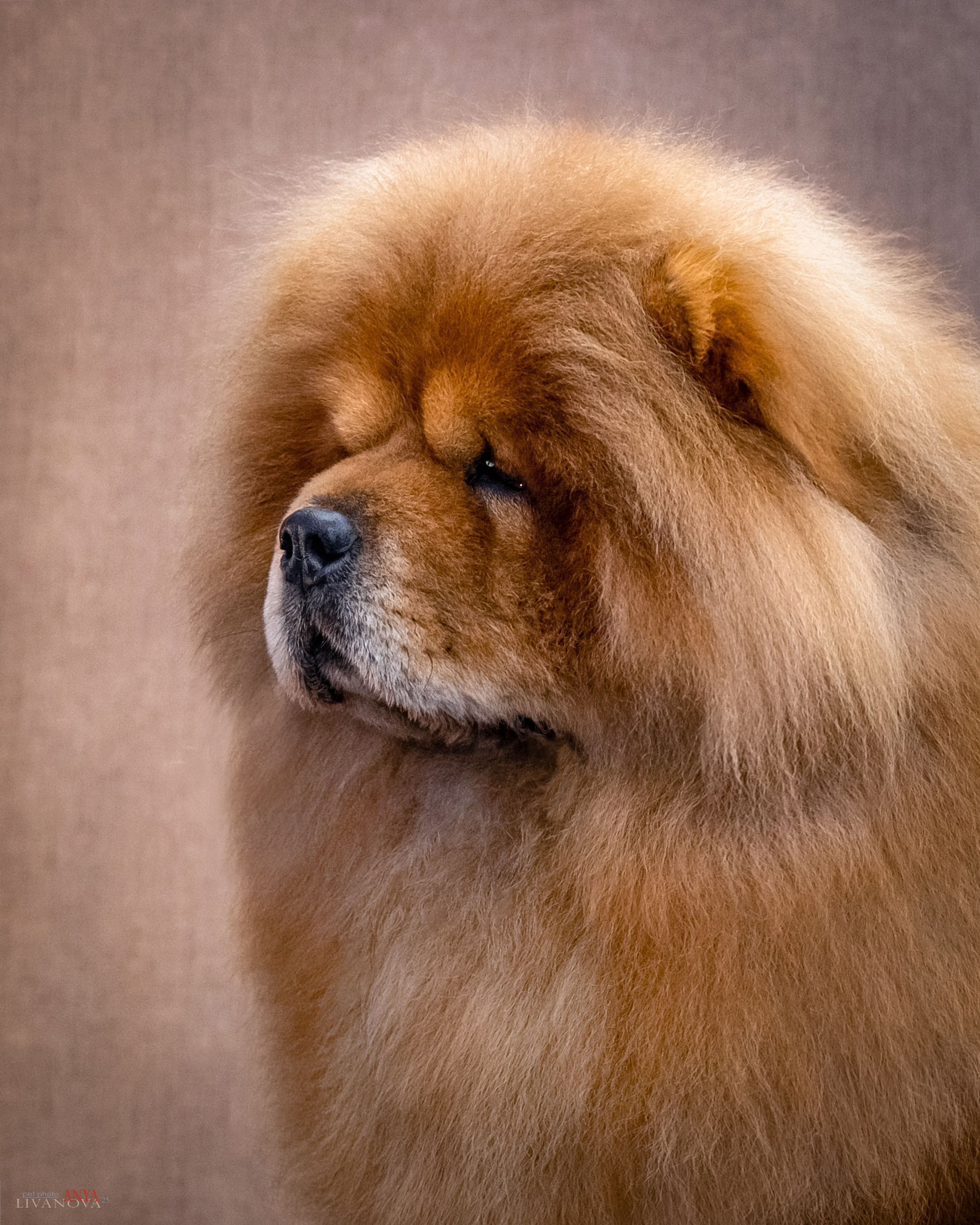 Дарик. Фотограф анималист Аня Ливанова | Рыбинск