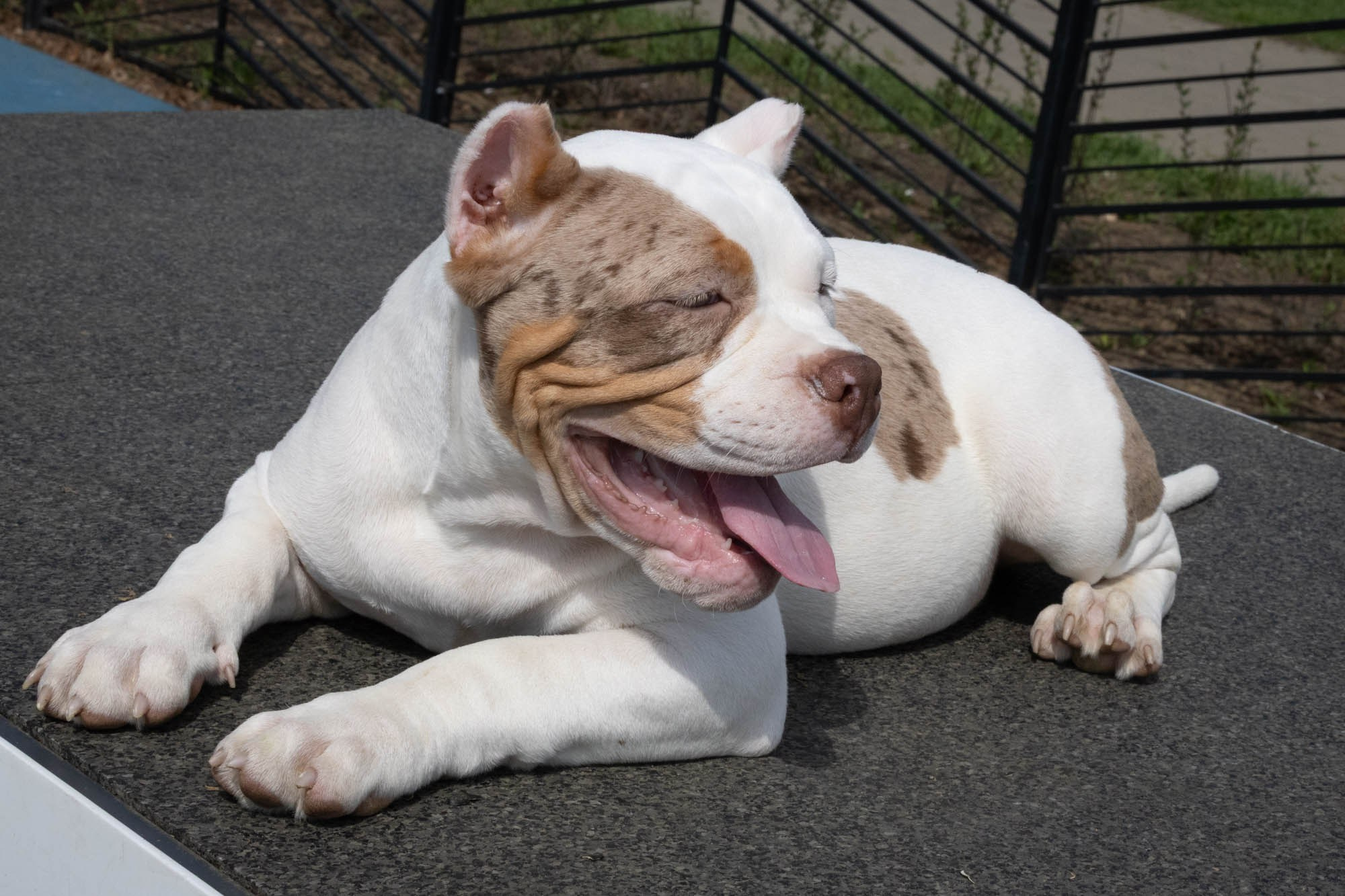 Щенки. Виктория Михайловская. Фотограф-анималист. Москва