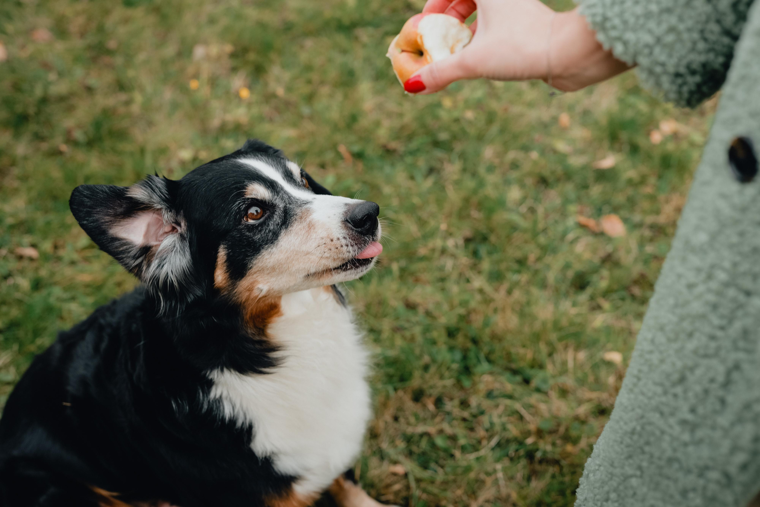 Яблочная Маша. Варвара Синицына: семейный фотограф в Москве