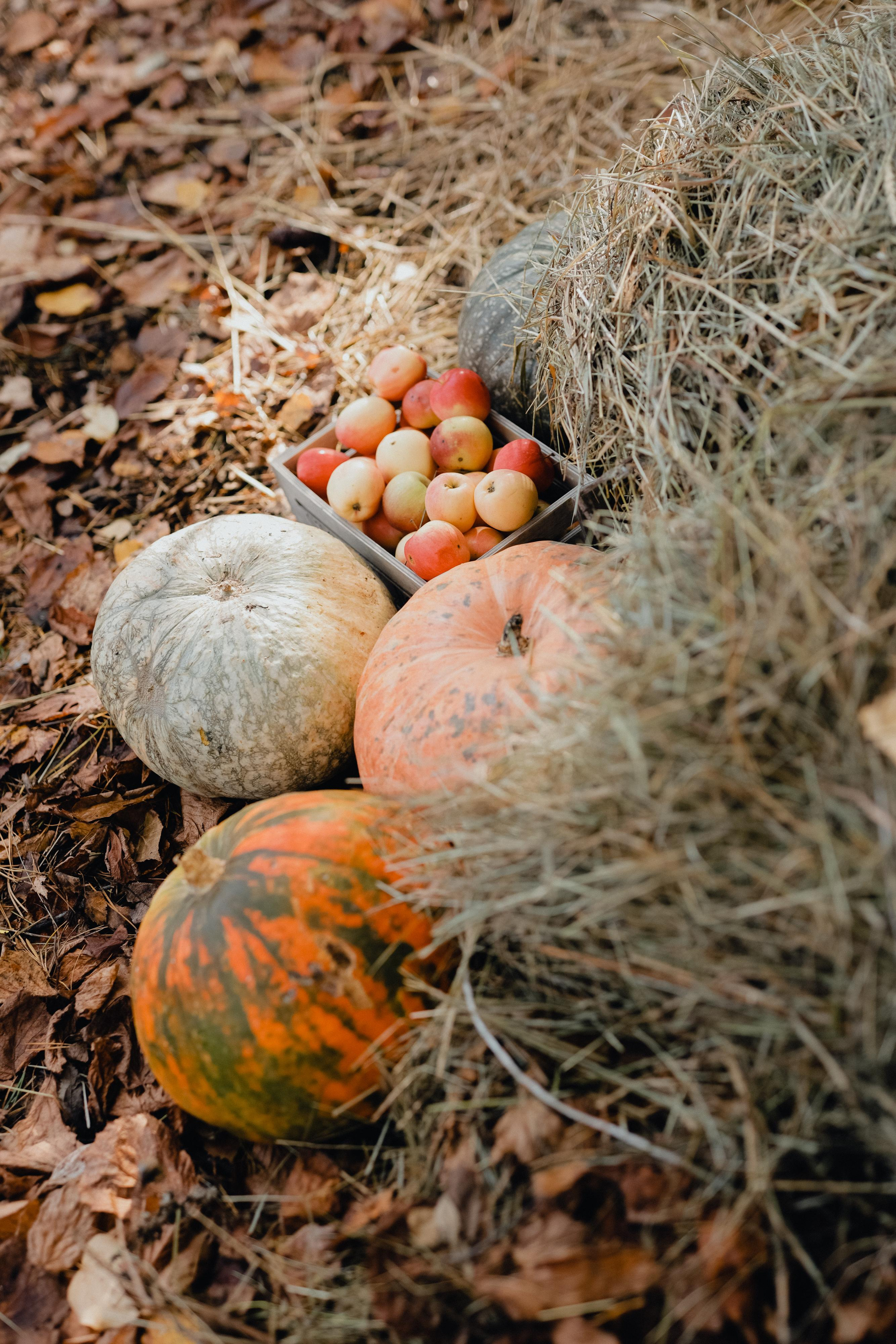 Пряная тыква. Варвара Синицына: семейный фотограф в Москве