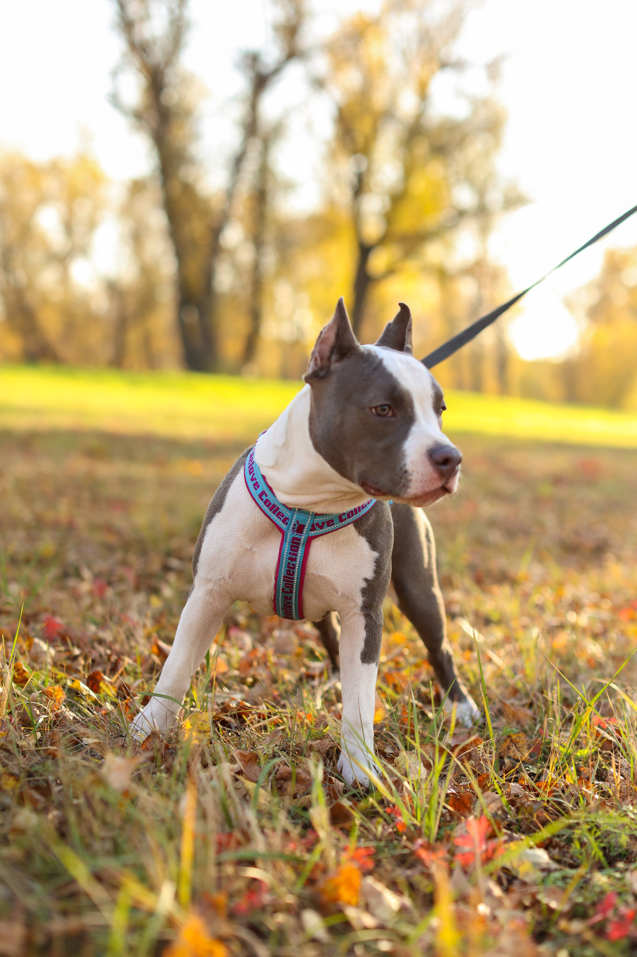 Осень. Art my Pho