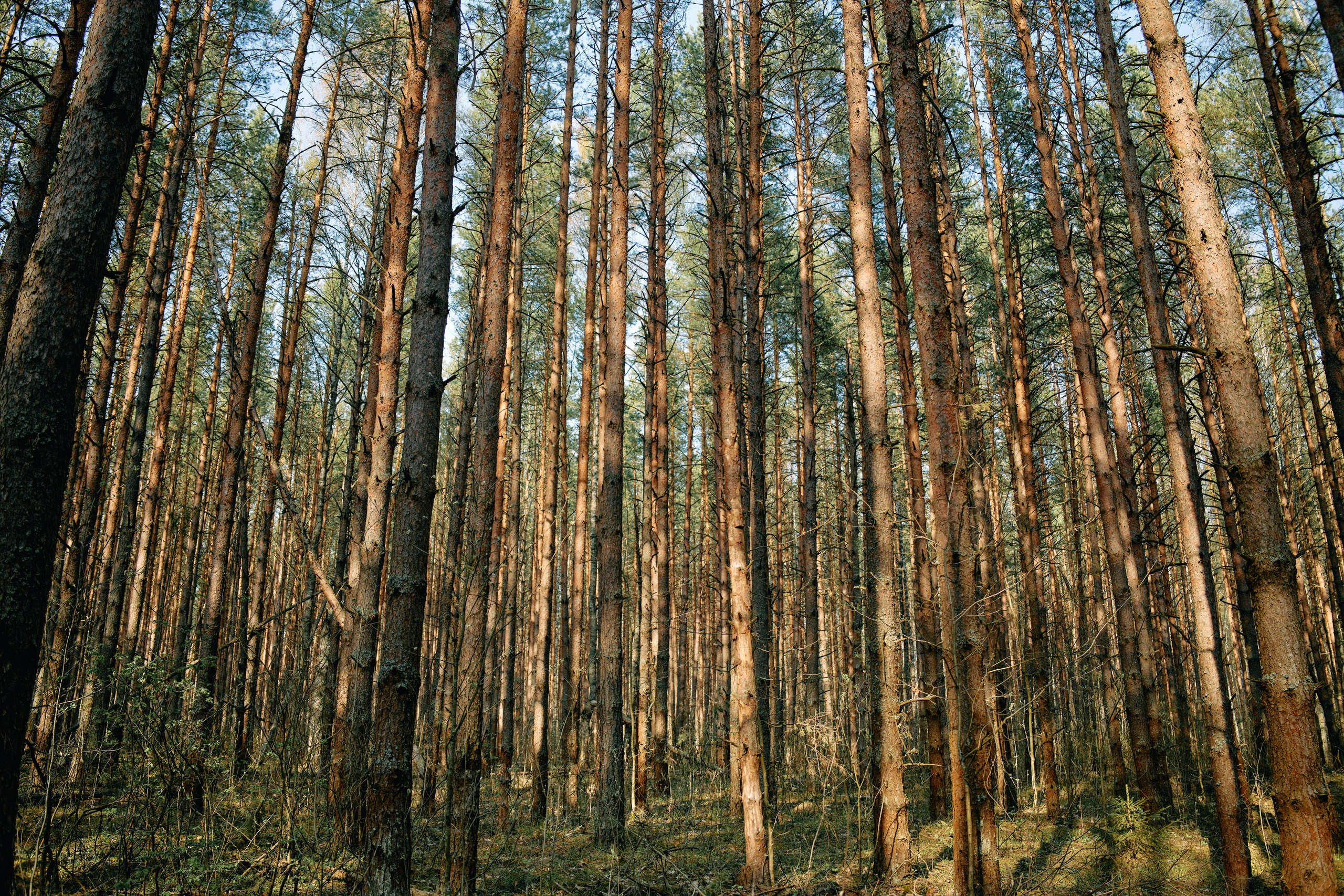 Бутик-отель Поле летом. Профессиональный Фотограф во Владимире, в Москве и в Суздале — Полина Романычева