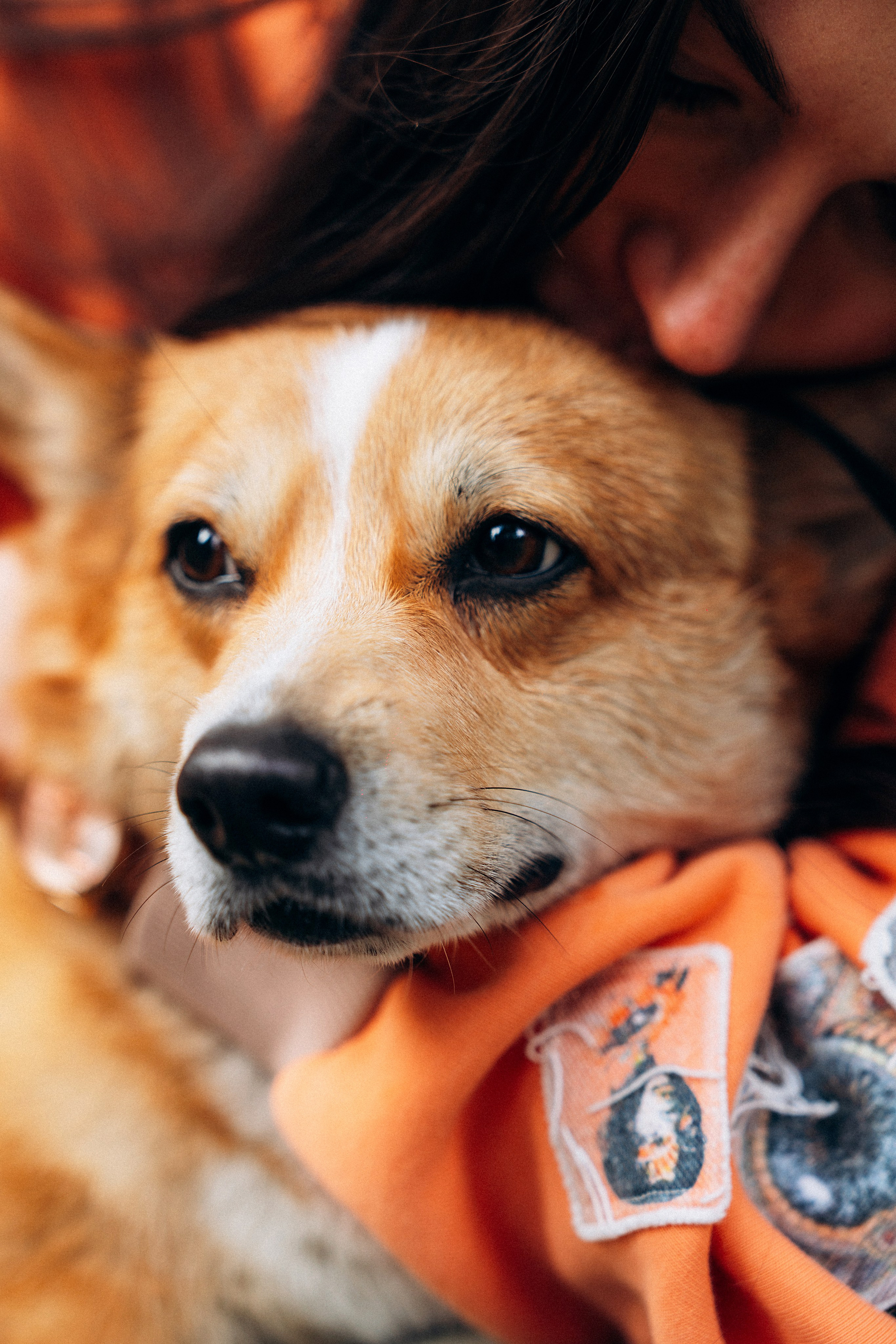 Хвостики. Главная