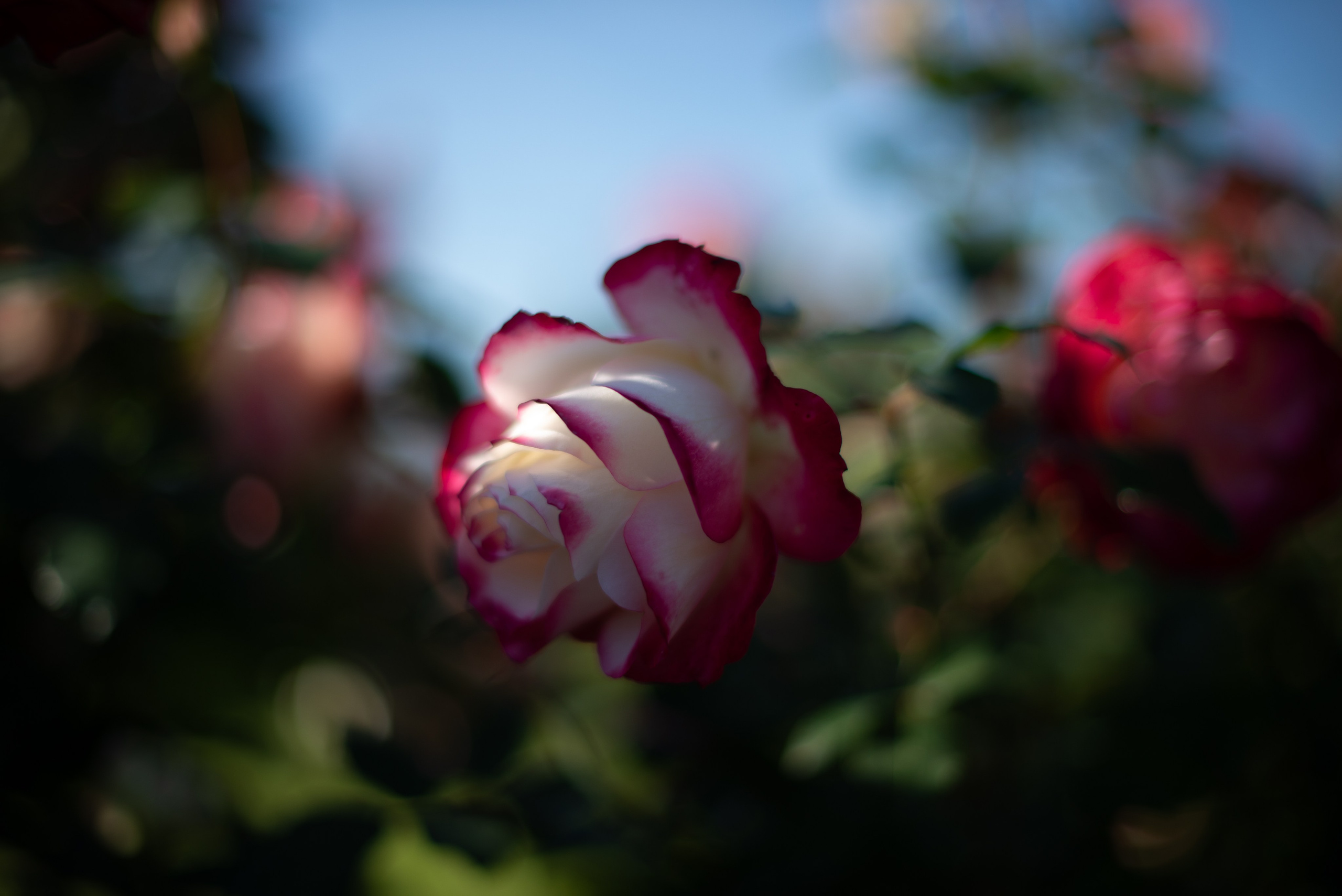 Цветы сада МГУ. Victoria Radjevna Репортажный Фотограф — Видеограф Москва • Санкт-Петербург