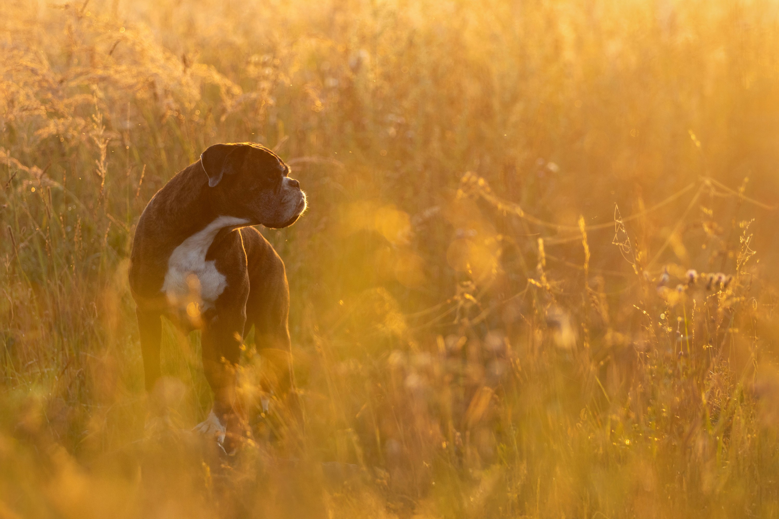 Фотограф — анималист в Москве и области Ольга Петракова