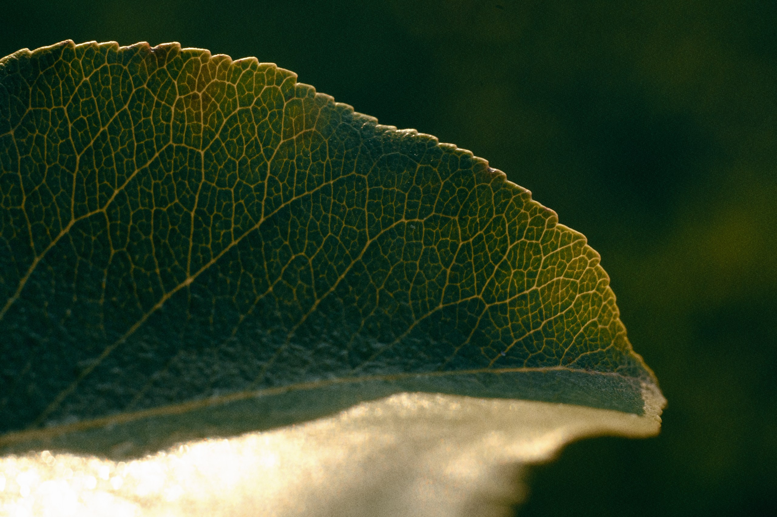 Невидимый спектр. Komonev