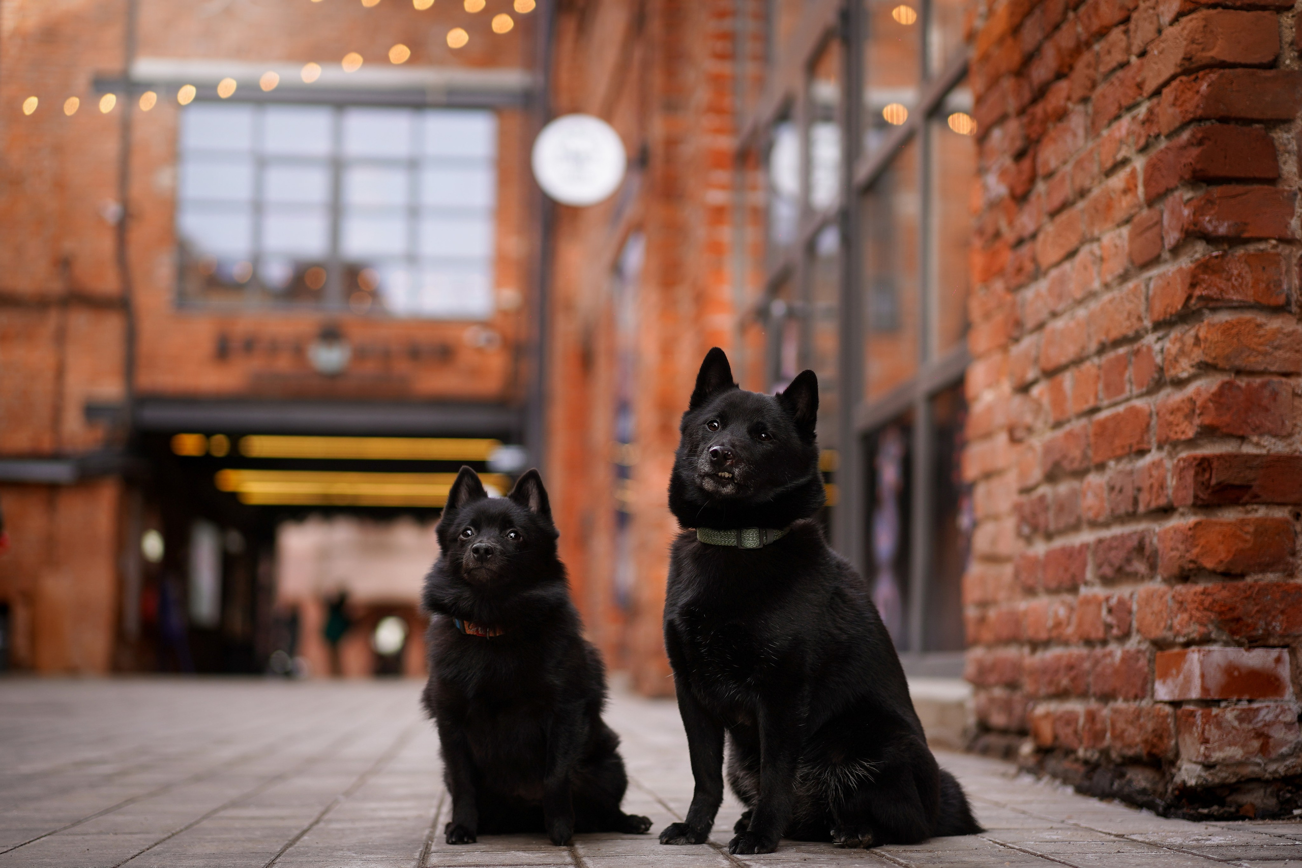 Аня Арчи и Мишель. Фотограф-анималист в Санкт-Петербурге Яна Мартынова