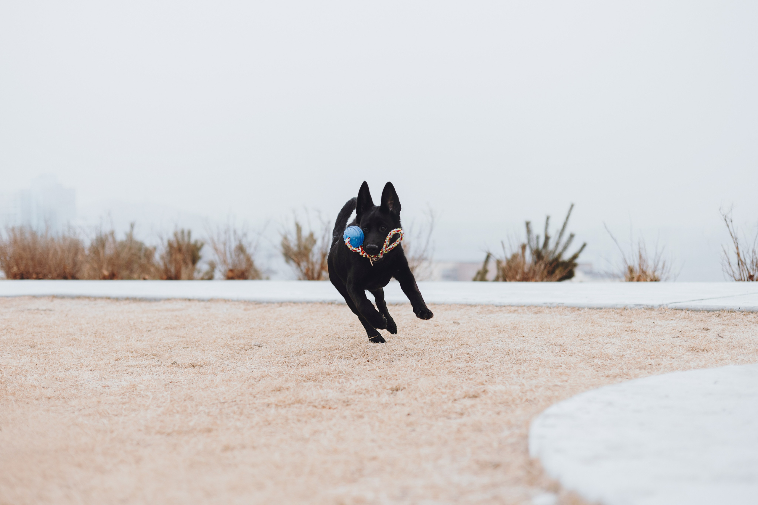 Ксения и Юта. Фотограф — анималист Владивосток, Алина