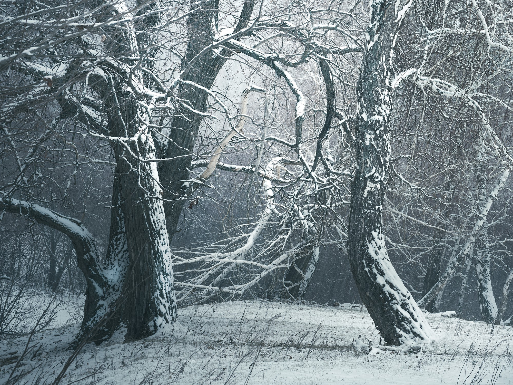 Зимний лес. Пейзажный фотограф Руслан Лукманов