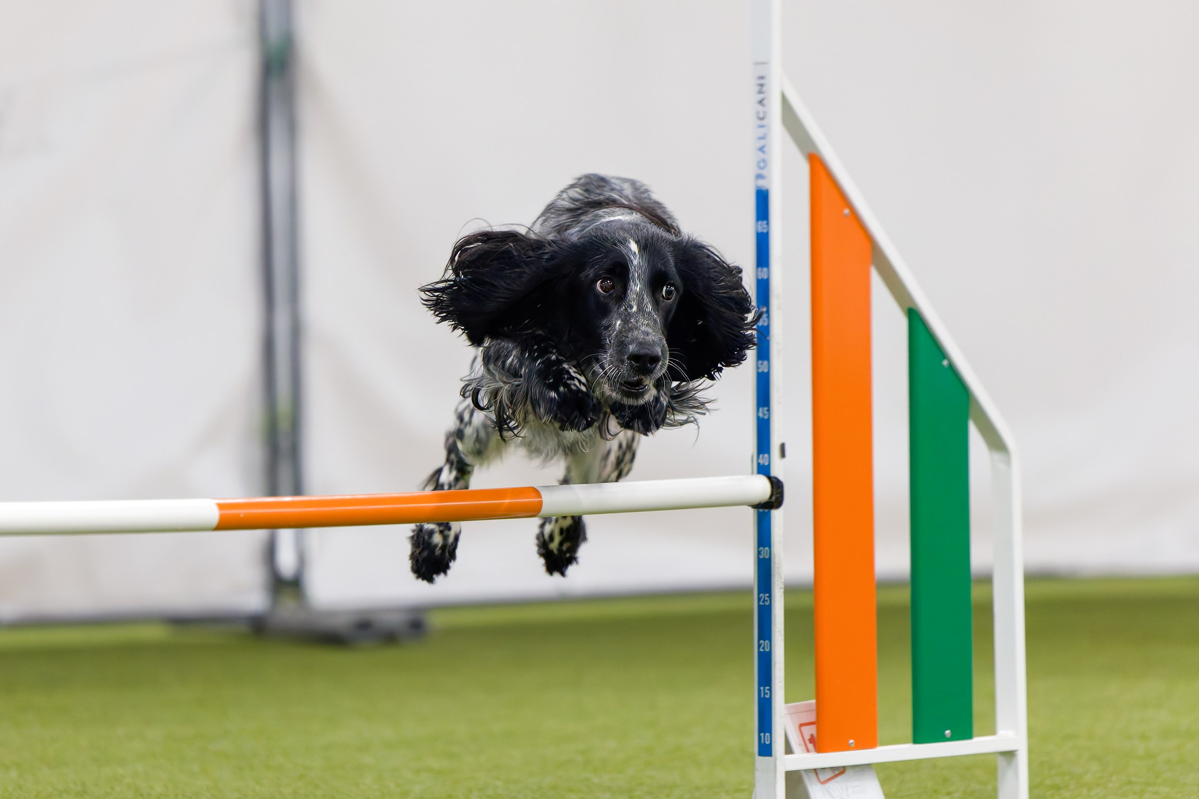 День рождения Пёсбурга — февраль 2025. Irenephoto.ru