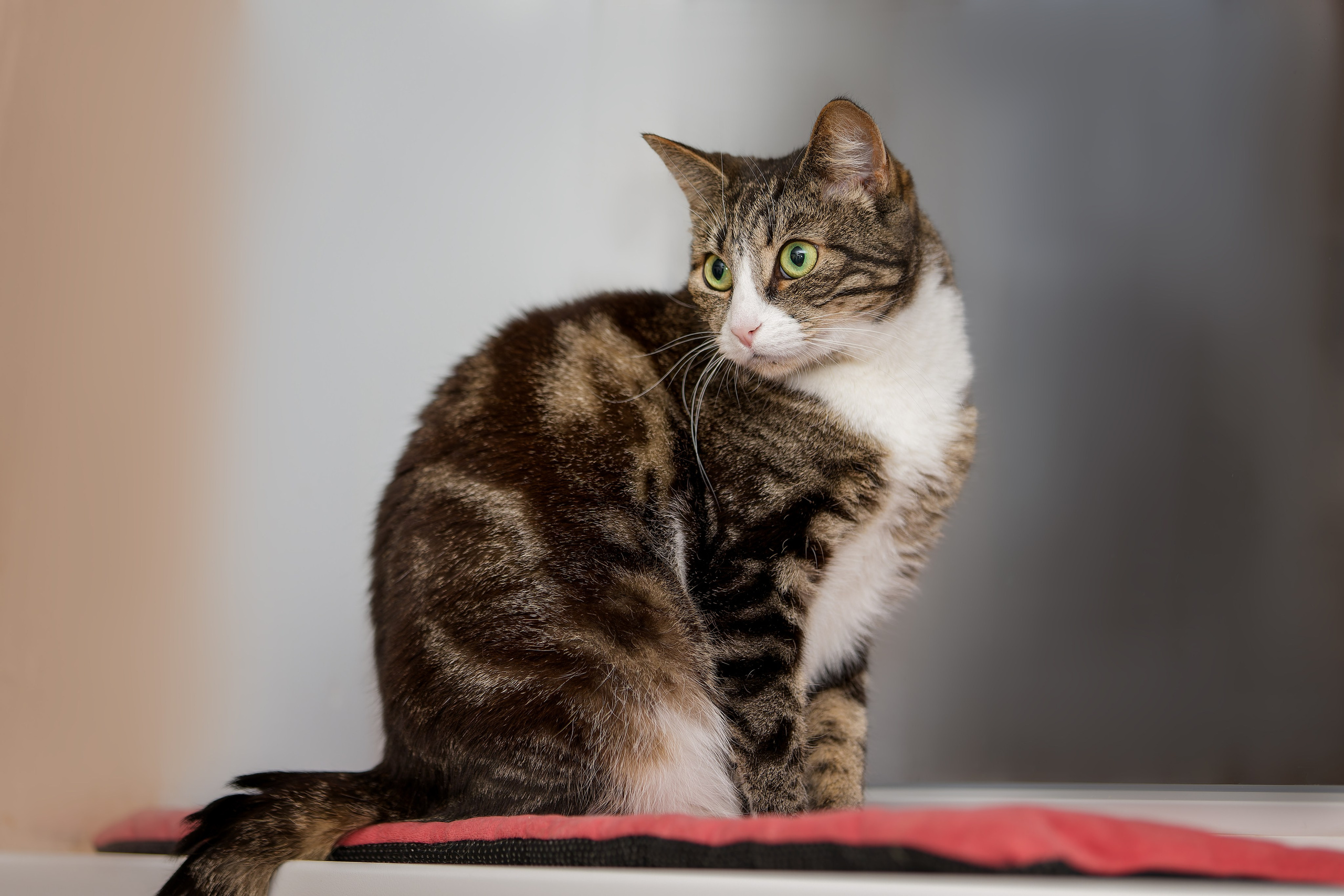 Кошки и котята в приютах. Irenephoto.ru