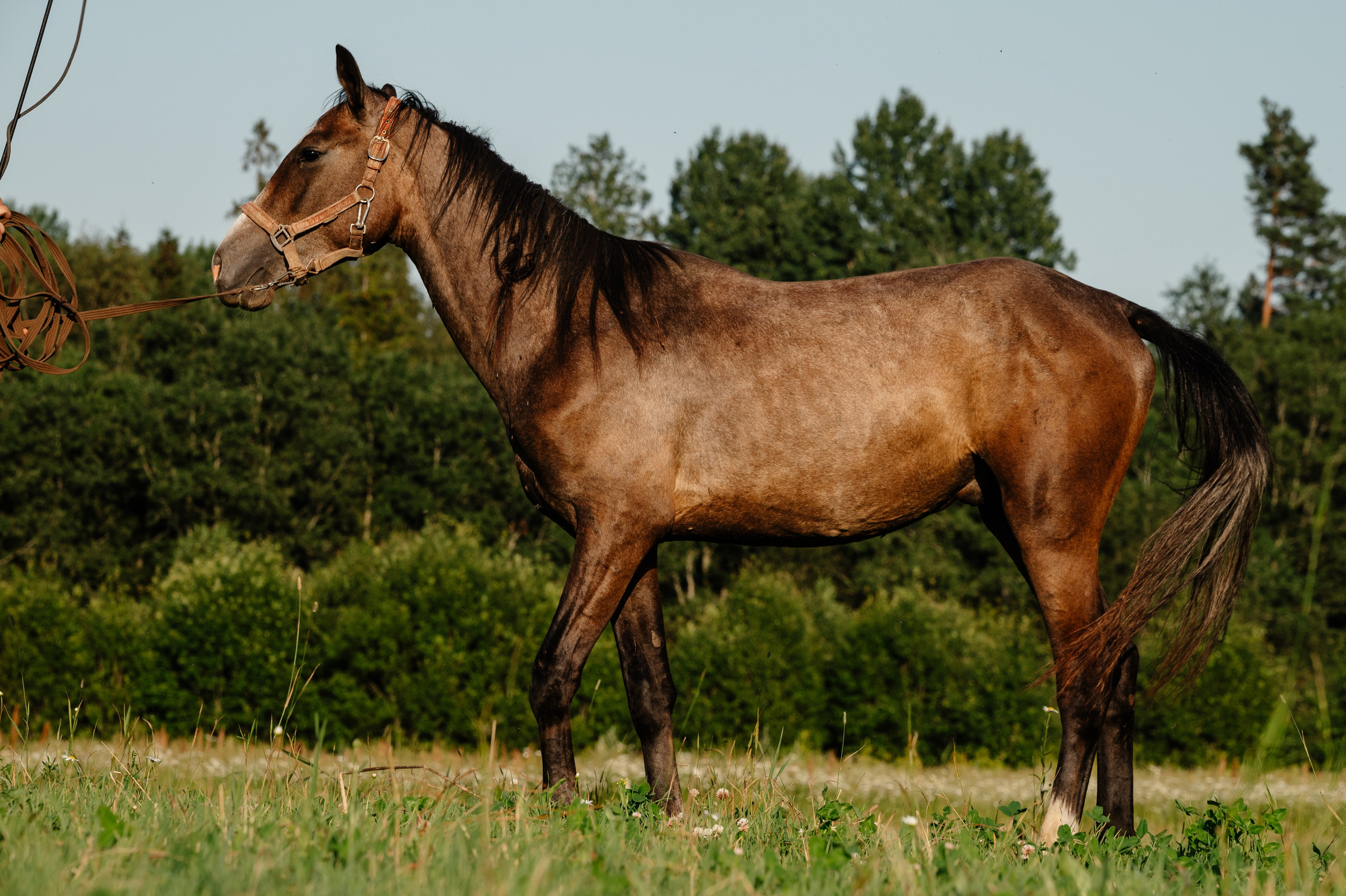 Лошади. Фотограф-анималист в Санкт-Петербурге Анастасия Иванова