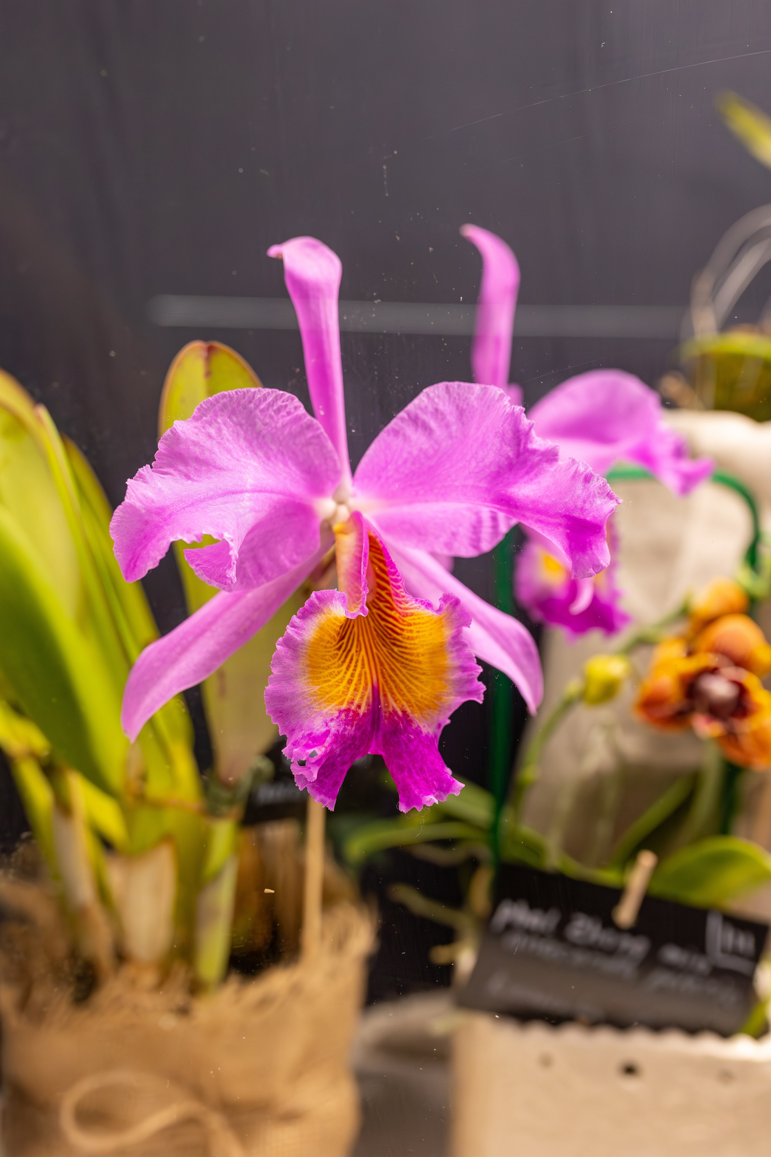 Орхидиум сентябрь 2025. Александра Куликова фотограф, Москва