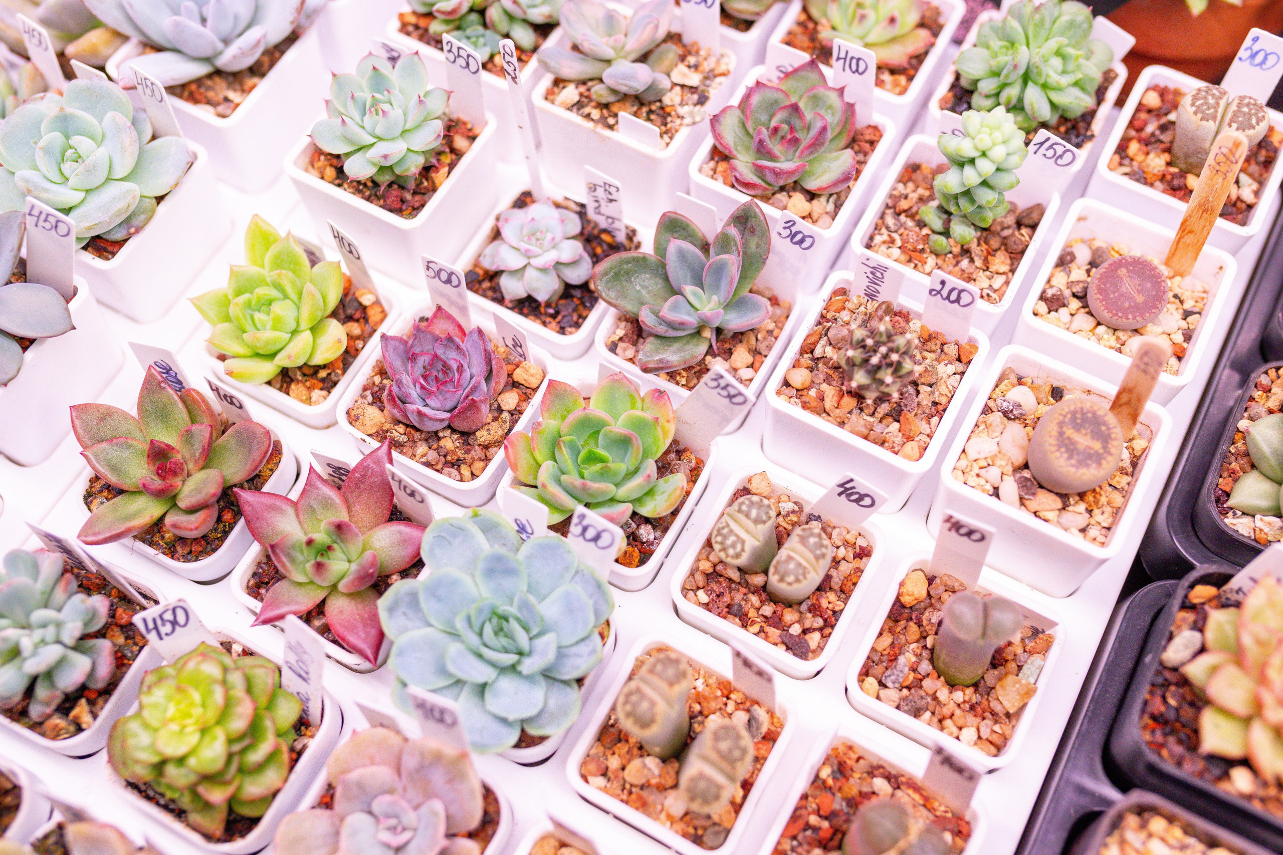 Монстериум 11–12 октября. Александра Куликова фотограф, Москва