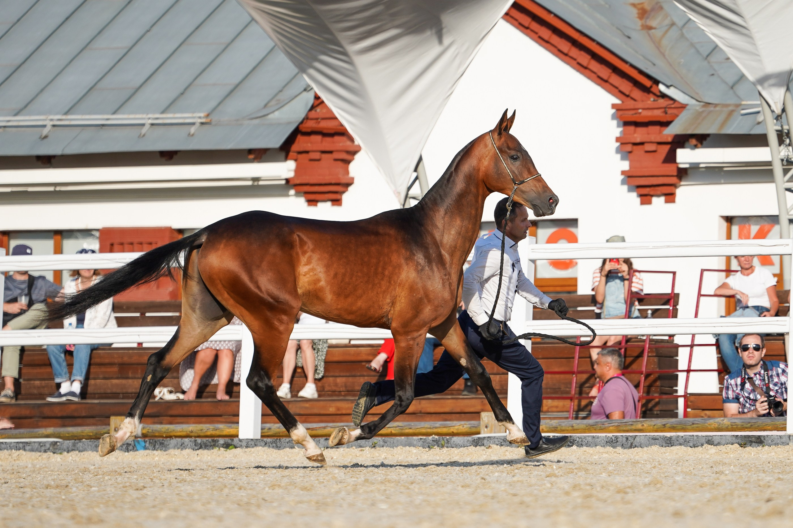 Чемпионат лошадей чистокровной ахалтекинской породы «КУБОК РОССИИ — 2024». Фотограф-анималист, портретный фотограф в Чебоксарах Мария Садыкова