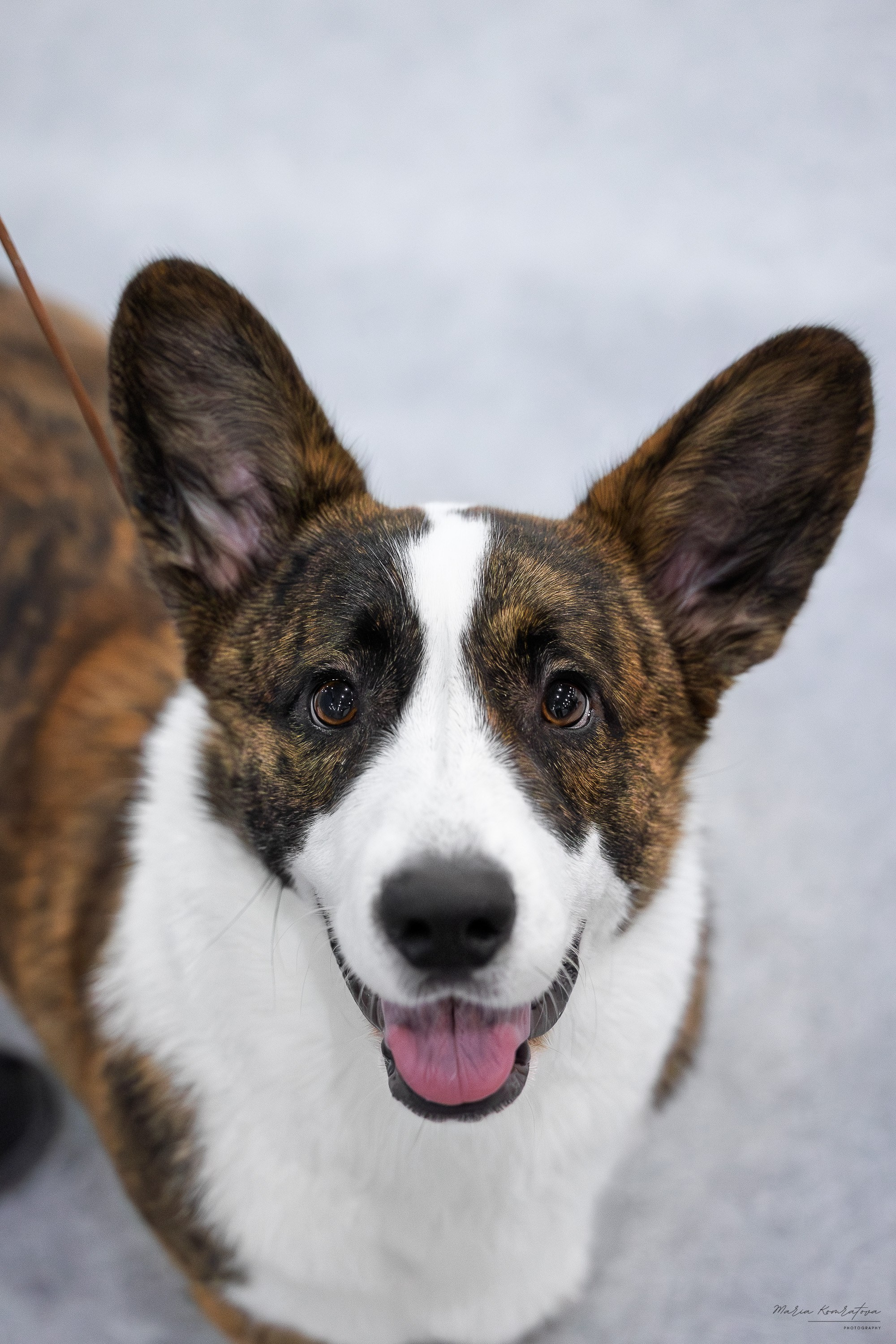 Фотограф корги