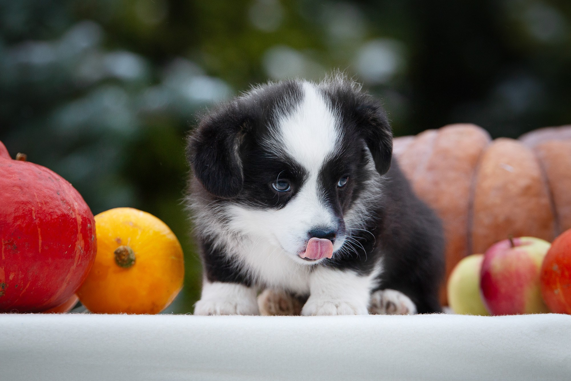 Вельш Корги Кардиганы. Фотограф анималист, семейный фотограф, фотограф собак Комратова Мария. г. Москва