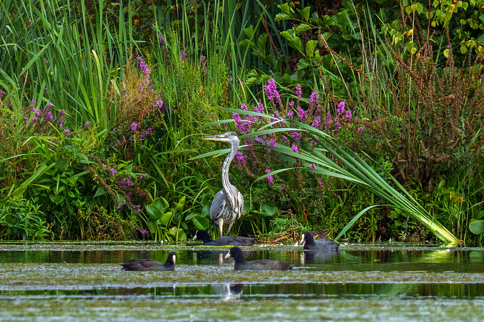 Удивительные мир птиц. Вокруг нас столько прекрасного — присмотритесь!. Ваш личный фотограф Марина Волкова