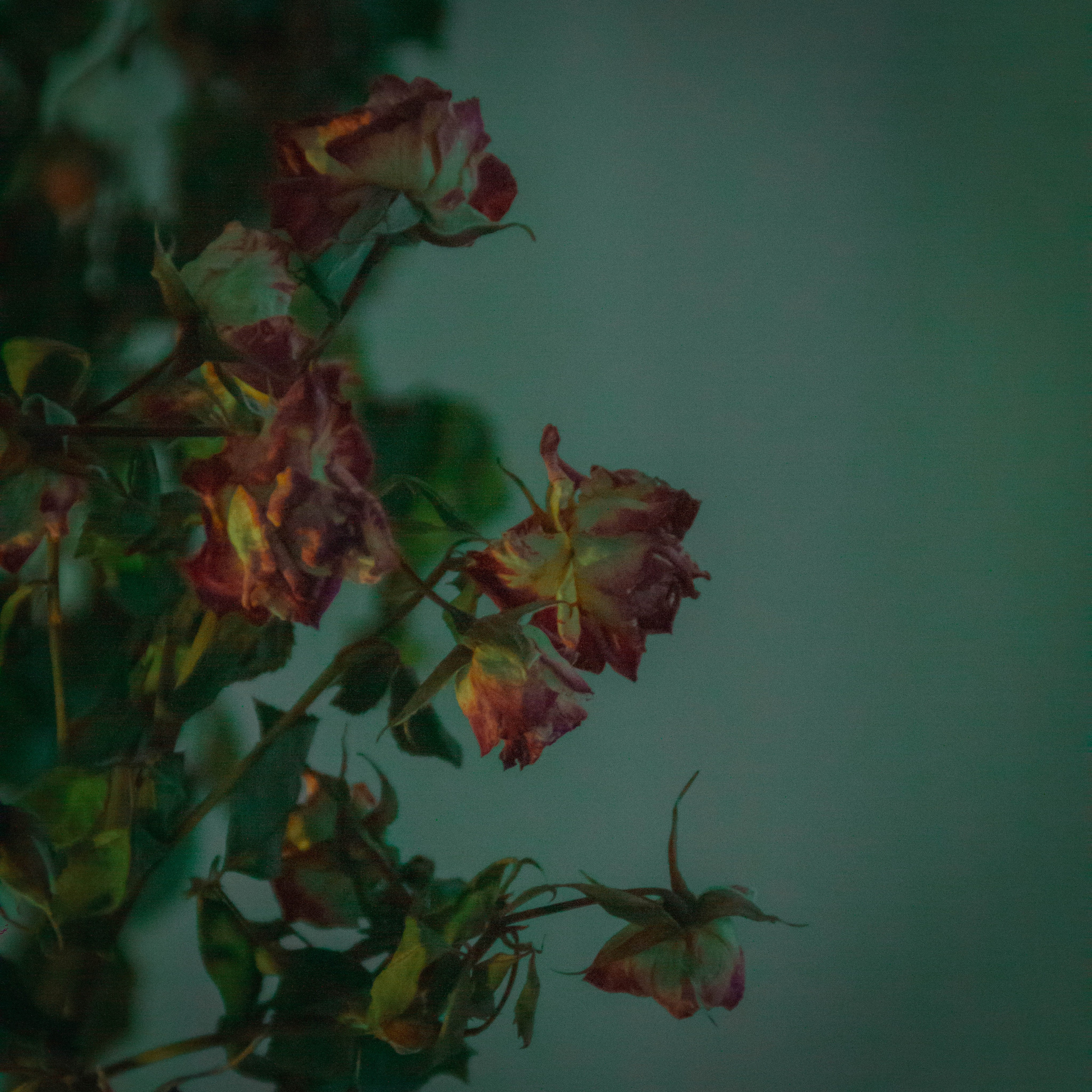 «Без названия»