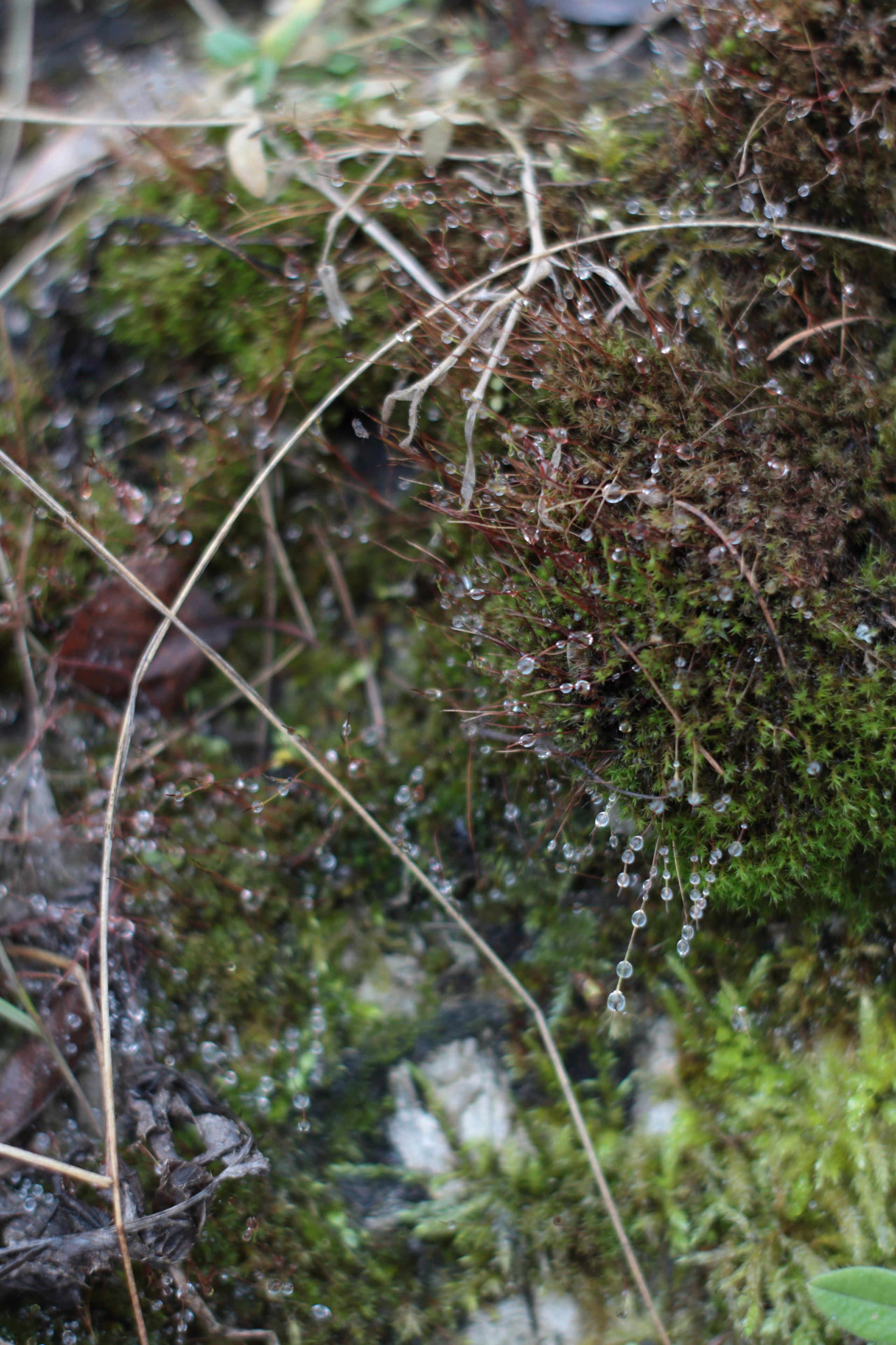 Старое природное, отбирала Katamount (Катерина Горохова). Главная