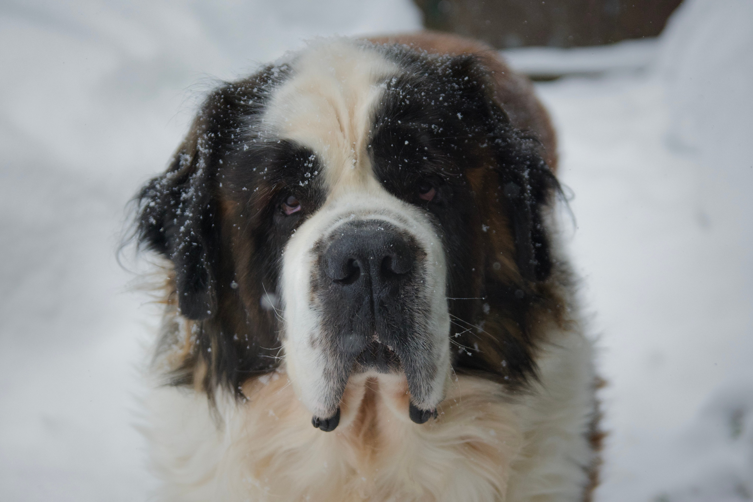 Сенбернар Бетховен. F/8 and be there — оказаться в нужном месте и поймать момент