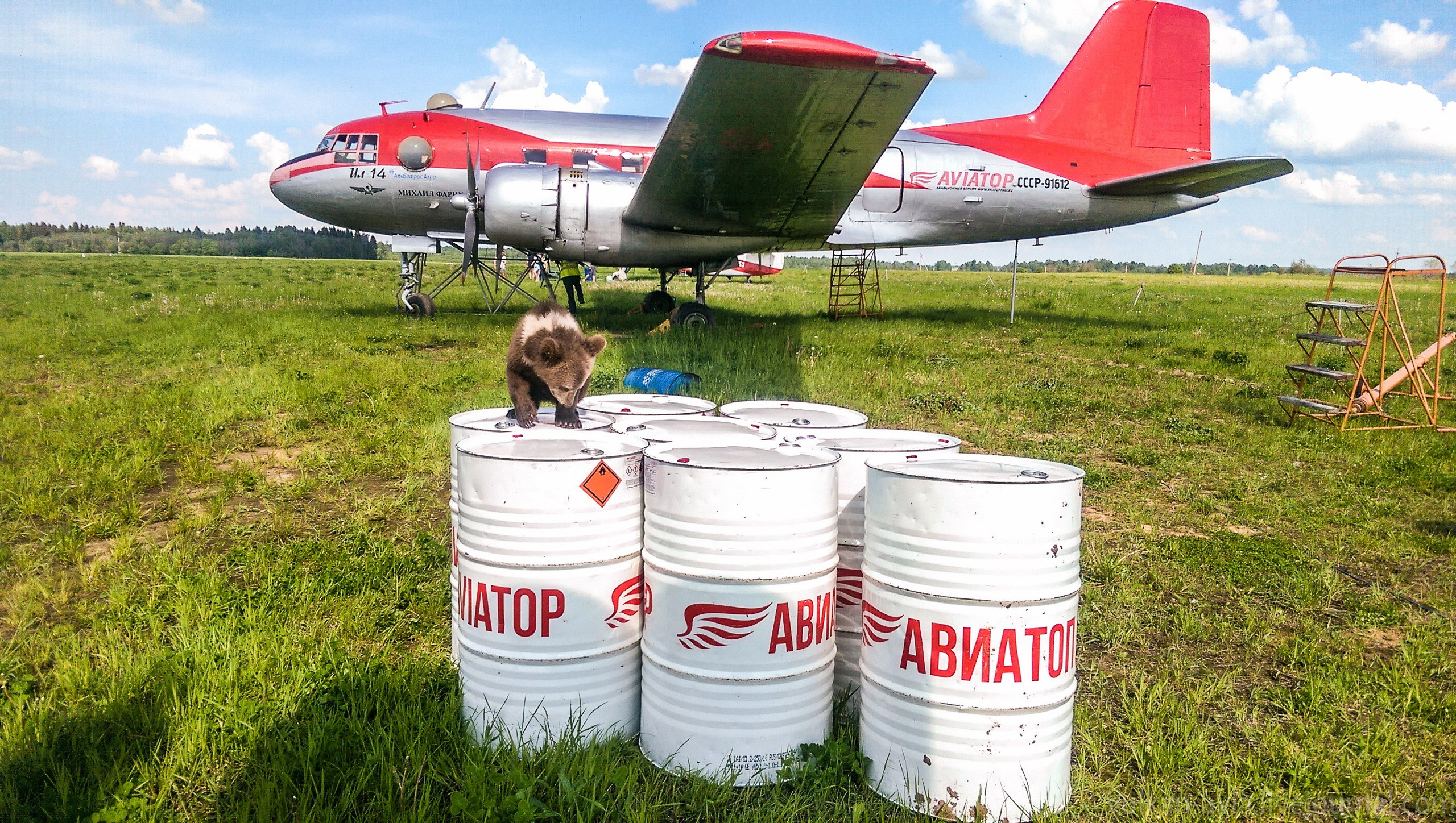 Медведь Мансур. Фотоальбом показывающий увлекательный мир авиации и мир медведей Андрея Иванова