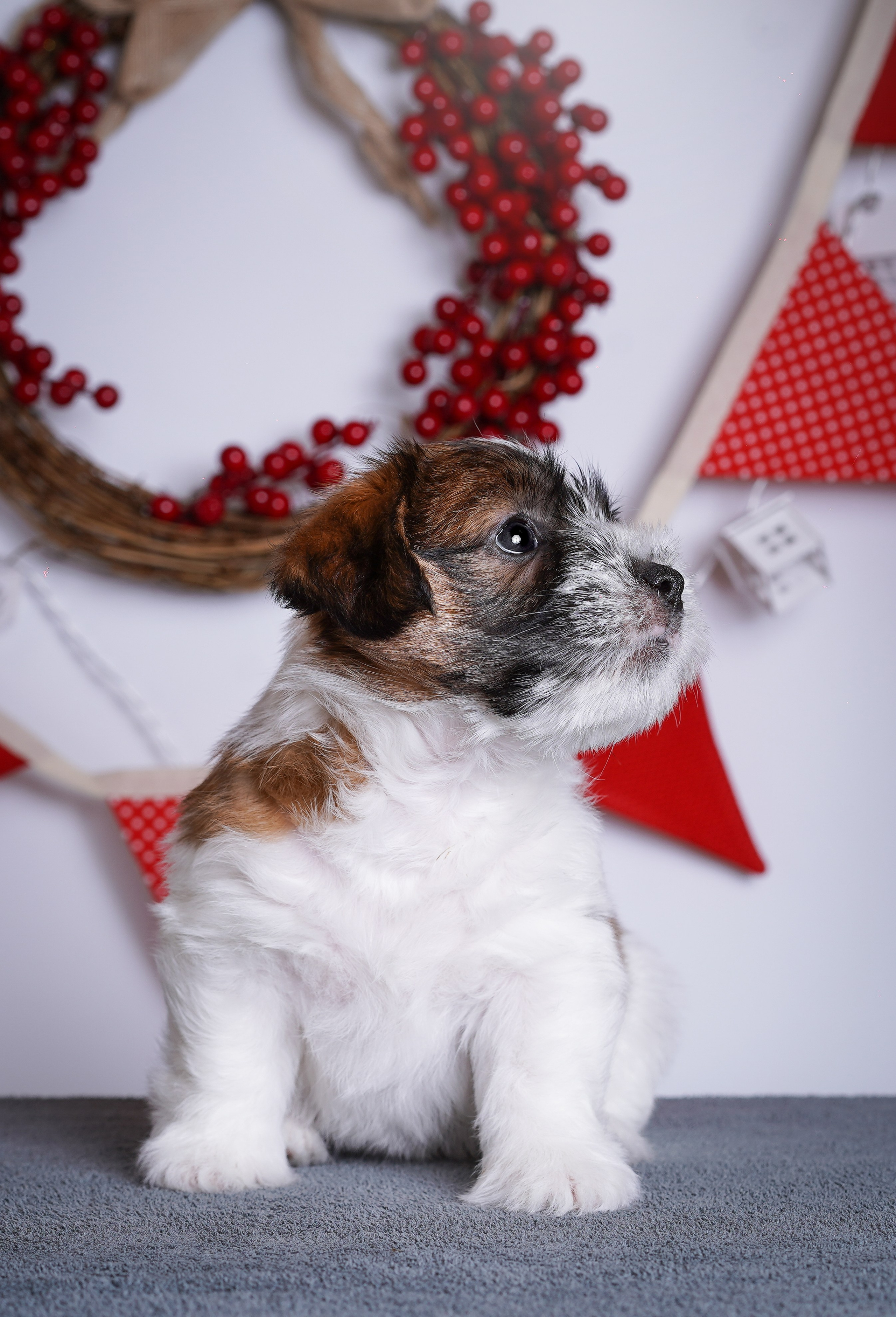 Щенки джек-рассела. Фотограф-анималист в Санкт-Петербурге Яна Мартынова