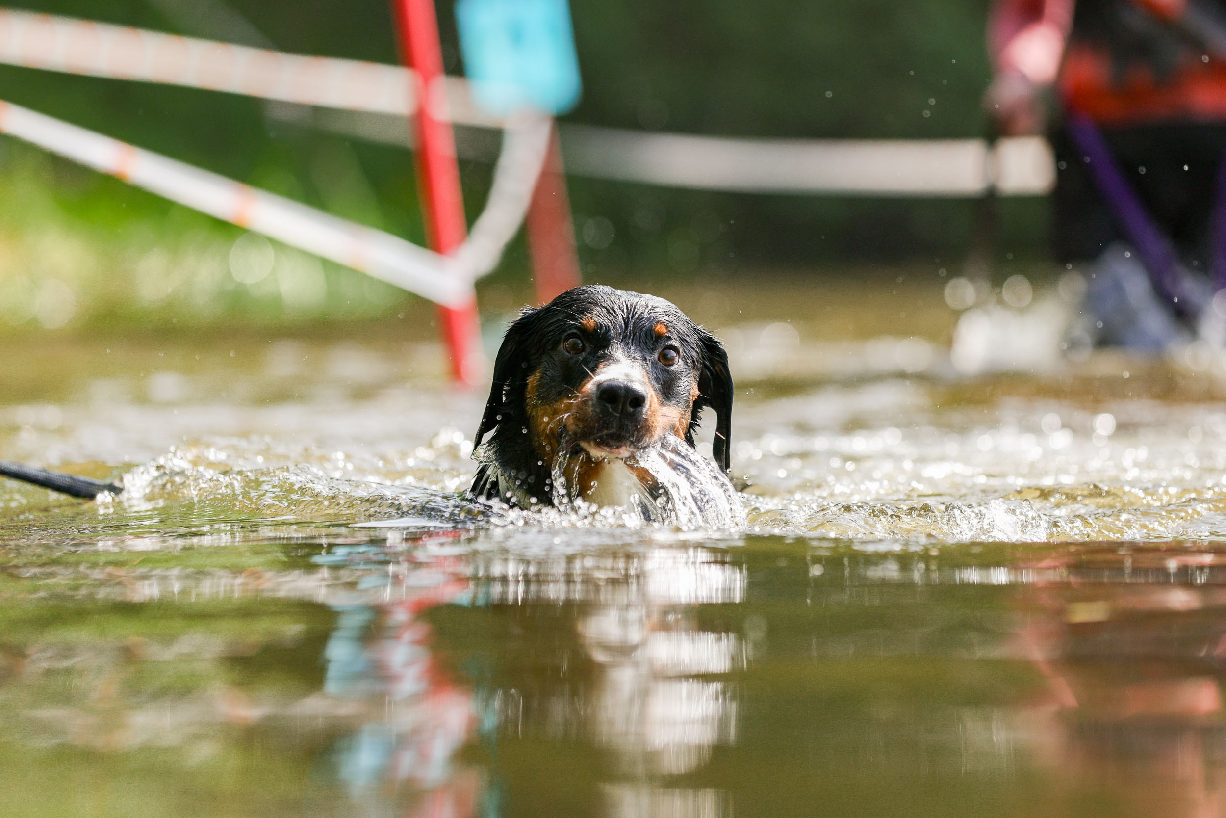 Фото с Russian extreme dog trail. Фотограф-анималист в Москве и Московской области Татьяна Фролова
