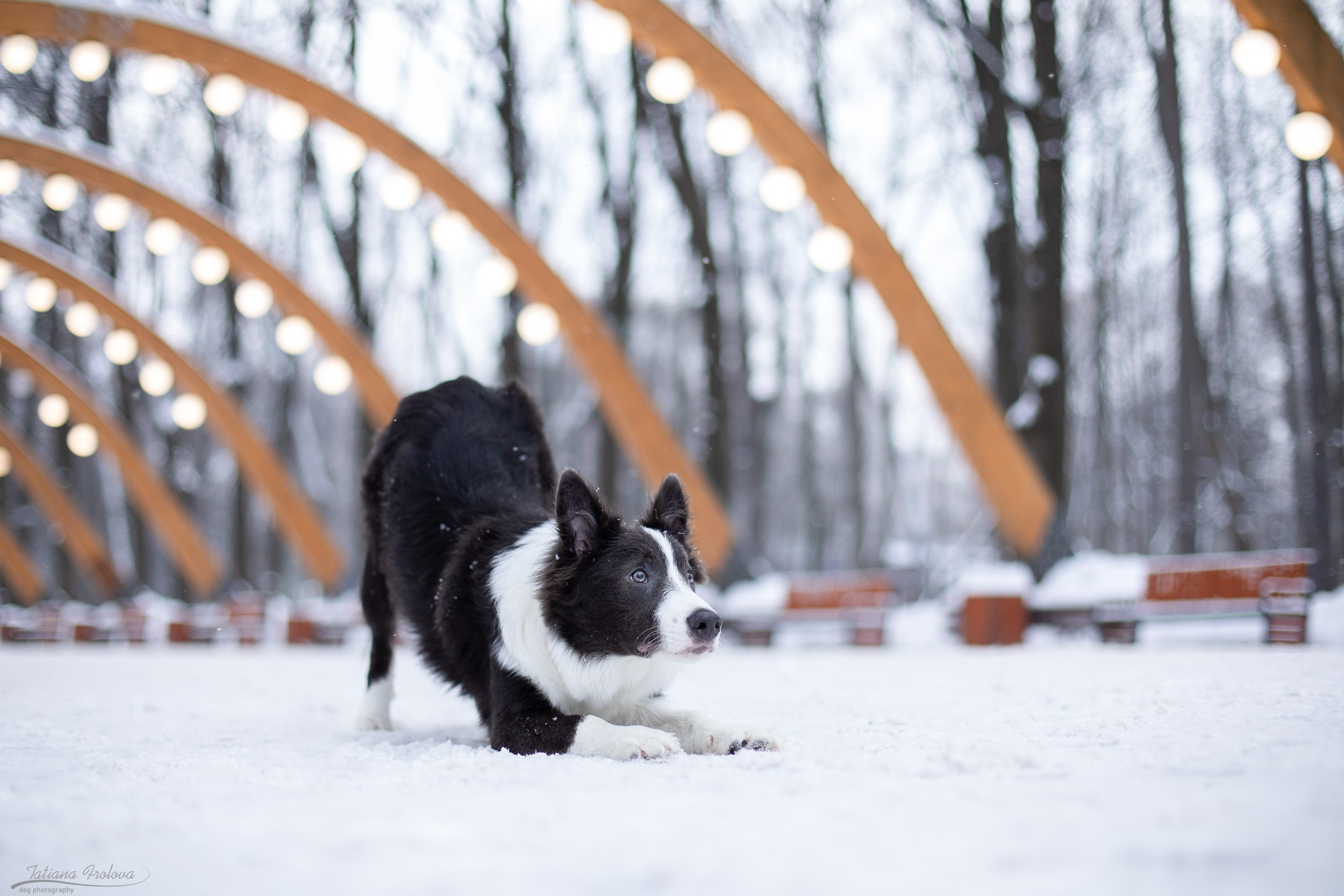 Фотосессия бордер-колли в парке. Фотограф-анималист в Москве и Московской области Татьяна Фролова