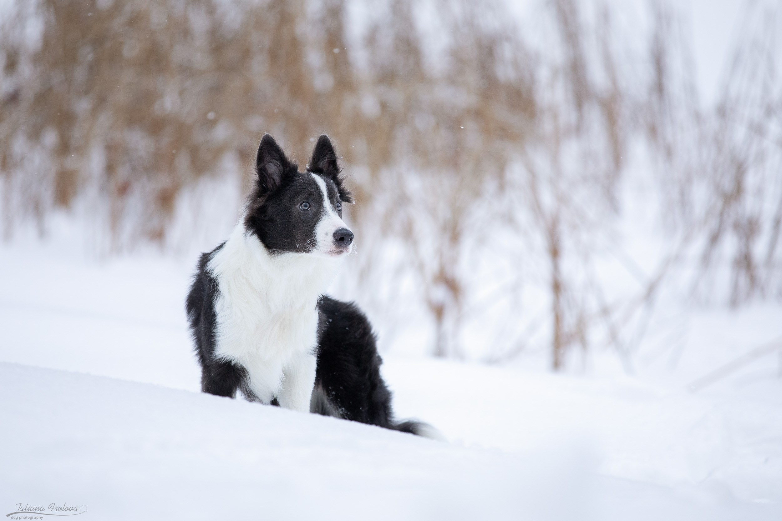 Фотосессия бордер-колли в парке. Фотограф-анималист в Москве и Московской области Татьяна Фролова