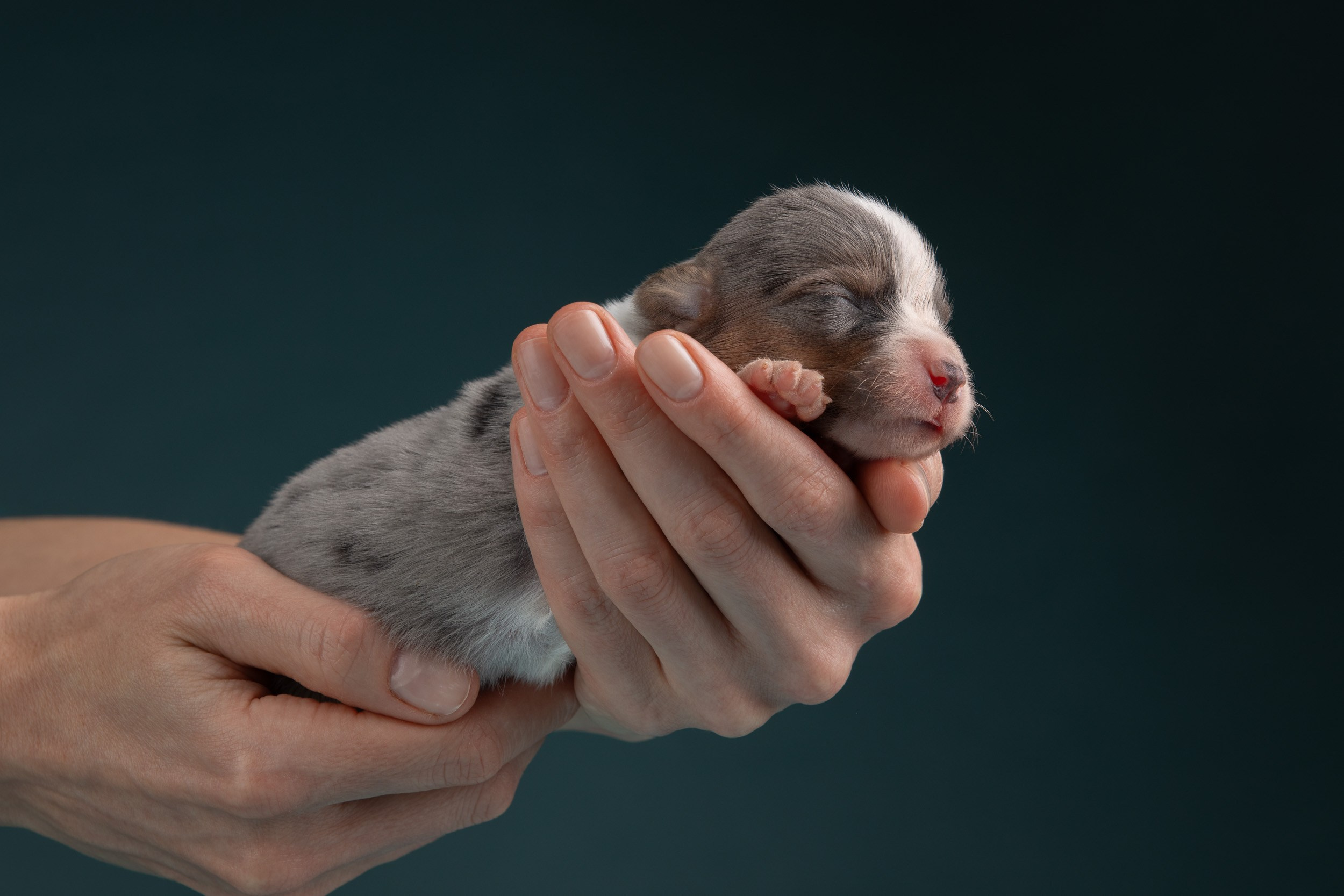 Ньюборн фотосъемка для помета вельш корги кардиганов. Фотограф-анималист в Москве и Московской области Татьяна Фролова