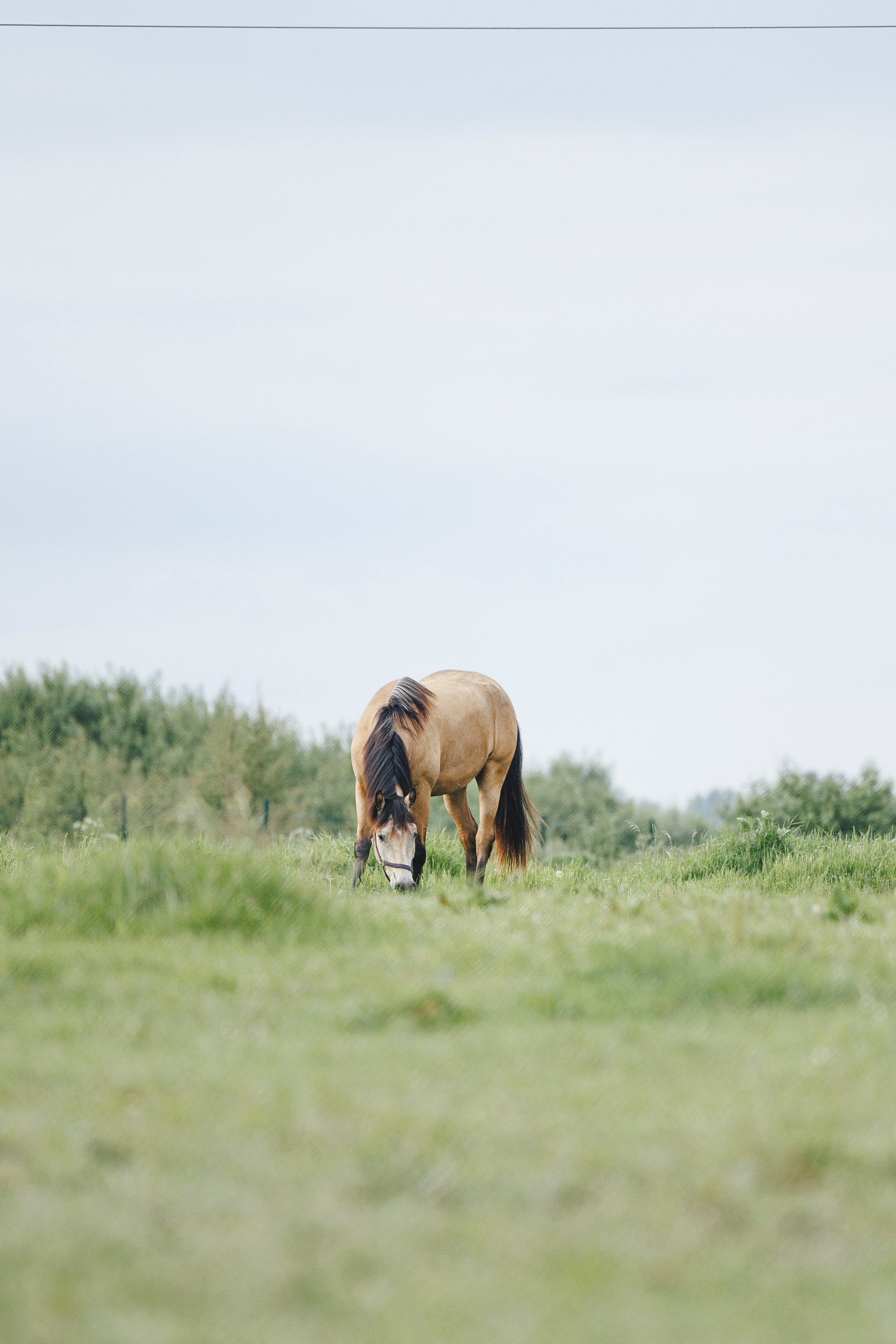 Керро поле. Фотограф-анималист Анна Маринич