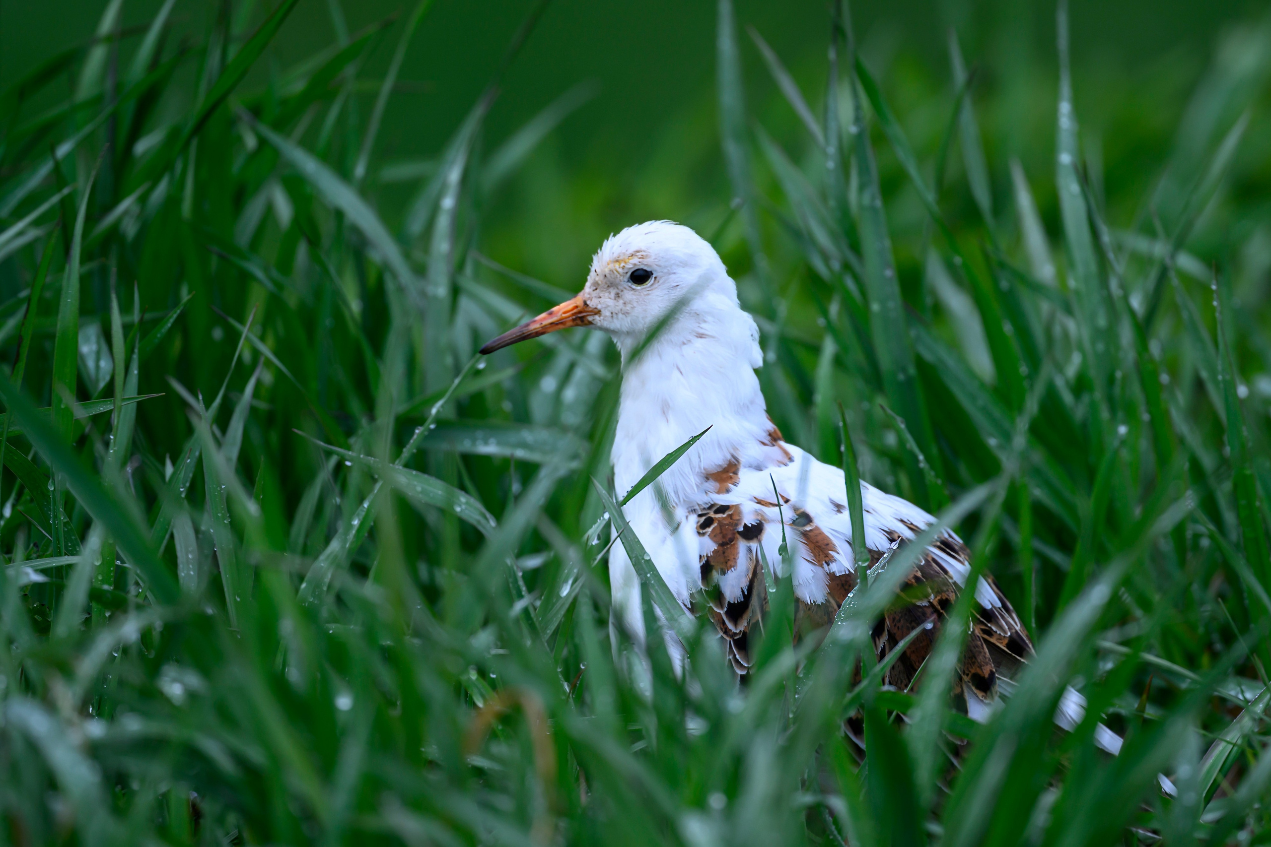 Дождь. Wildlife photography by Sergey Puponin