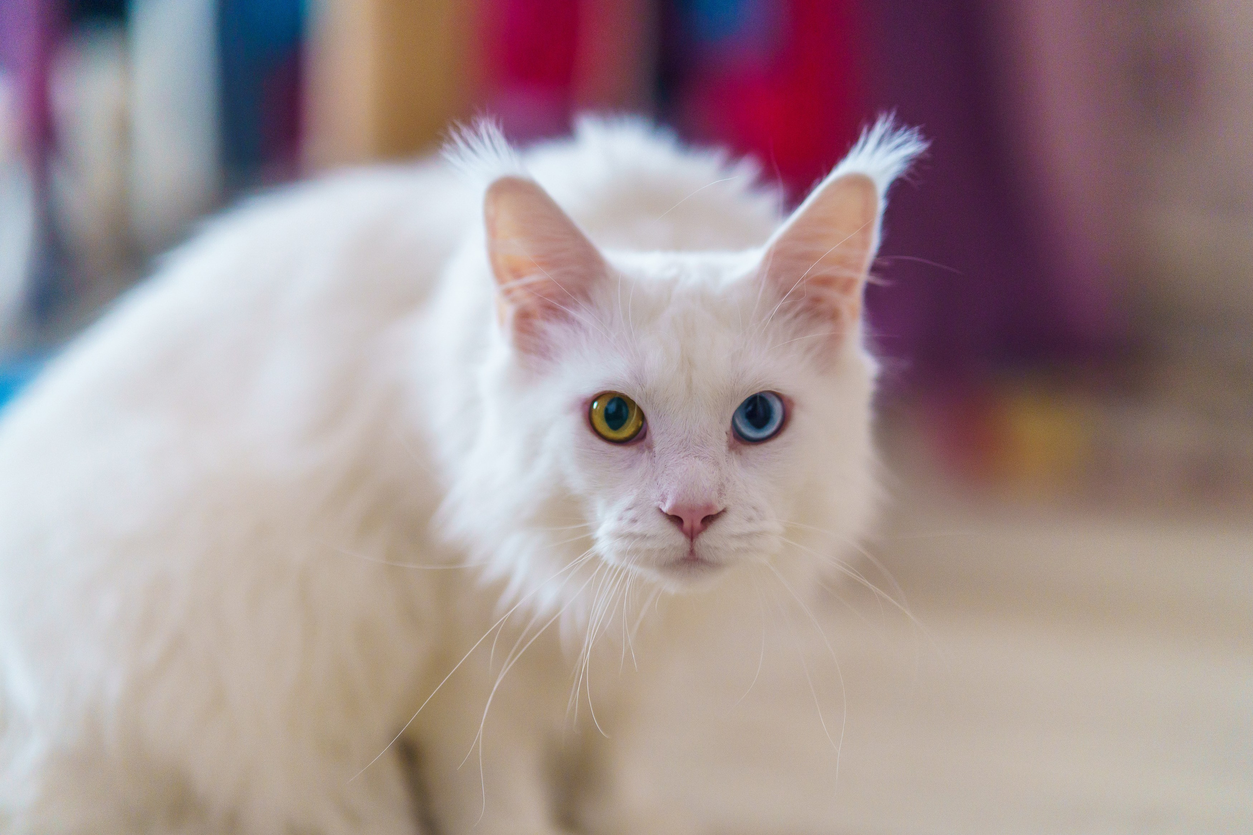 Белый кун Марсик и Яна. Фотограф Челябинск · Ольга Серебрякова