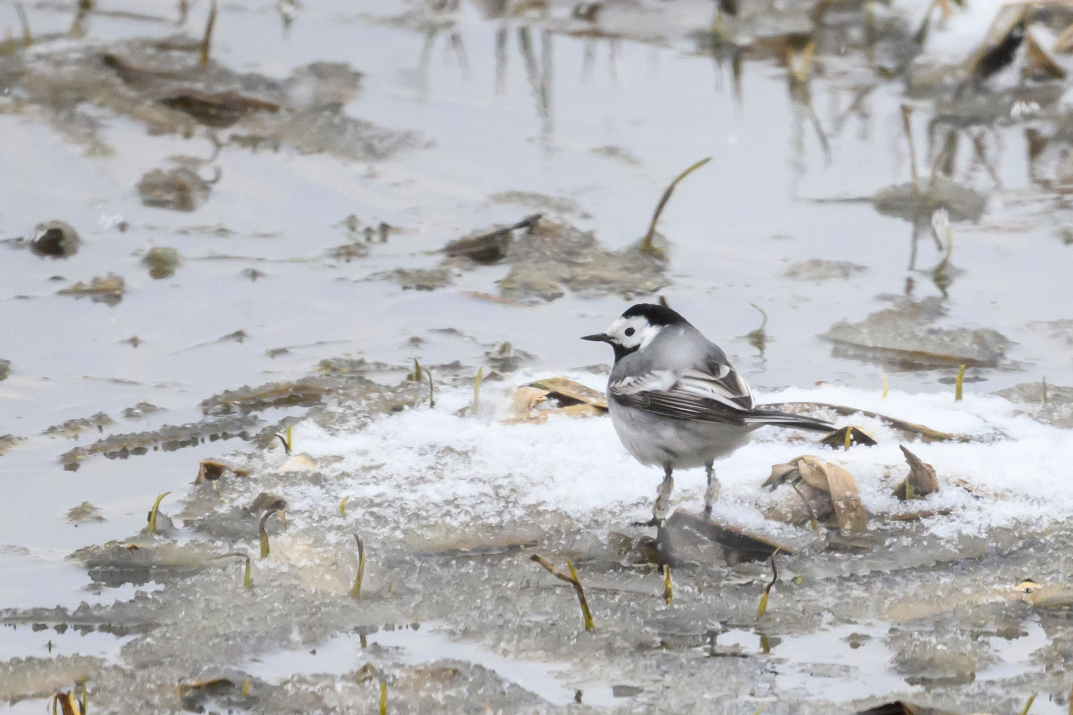 Метель. Фотограф Сергей Пупонин