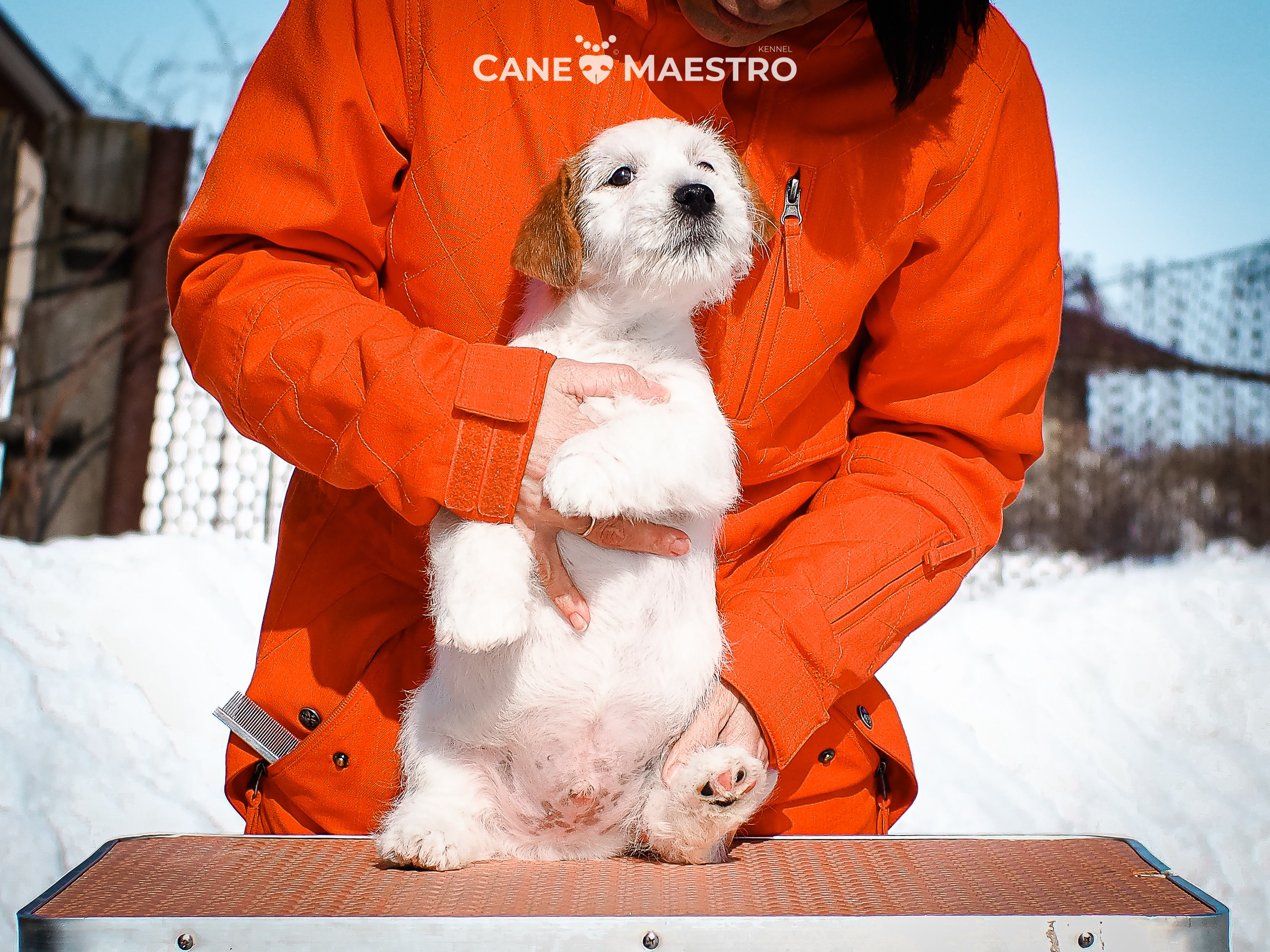 КОБ_Б_МОНОКЛЬ. CANE MAESTRO — kennel Jack Russell Terrier