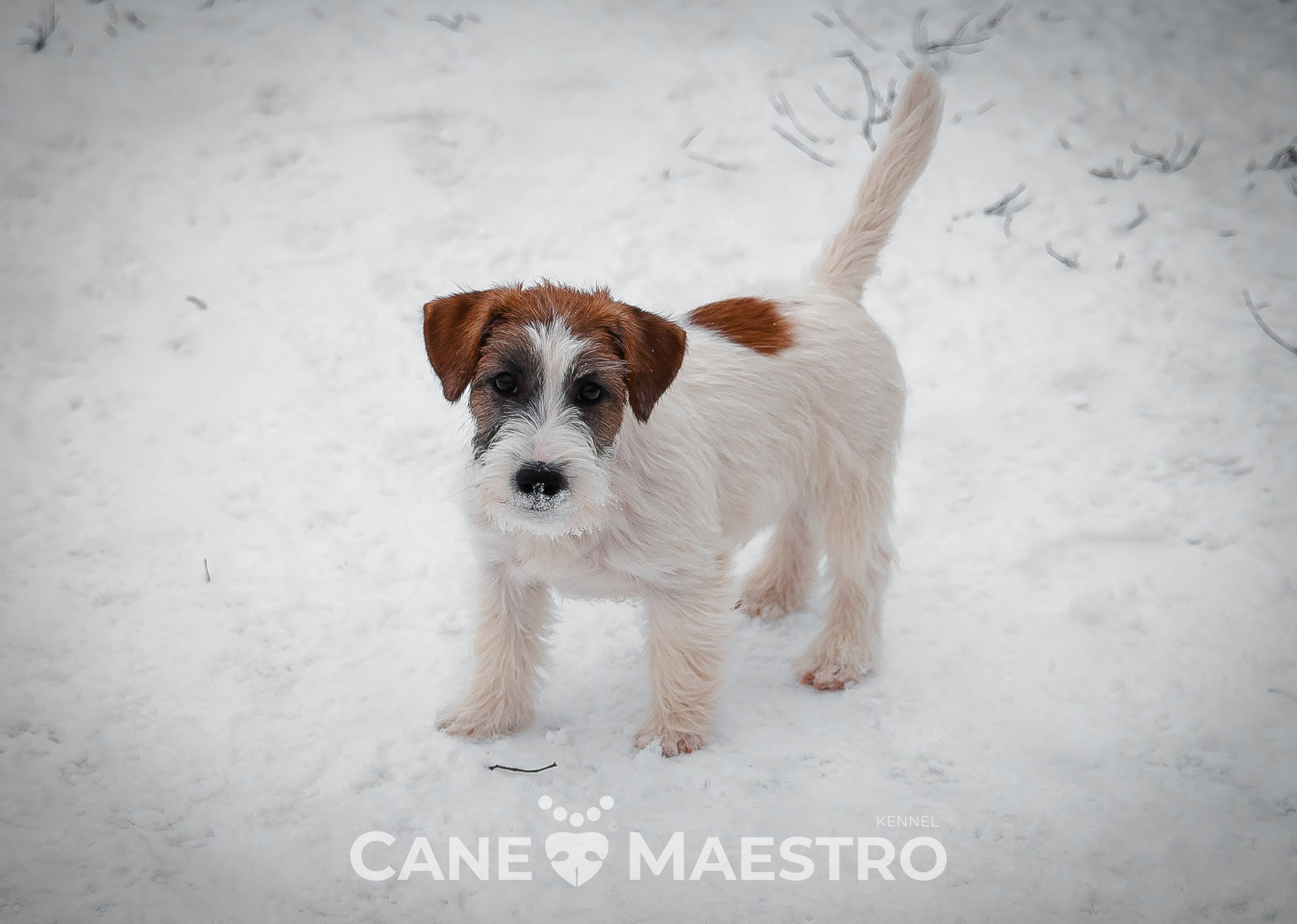 Щенок кобель ДРТ. КАНЕ МАЭСТРО — питомник Джек рассел терьеров