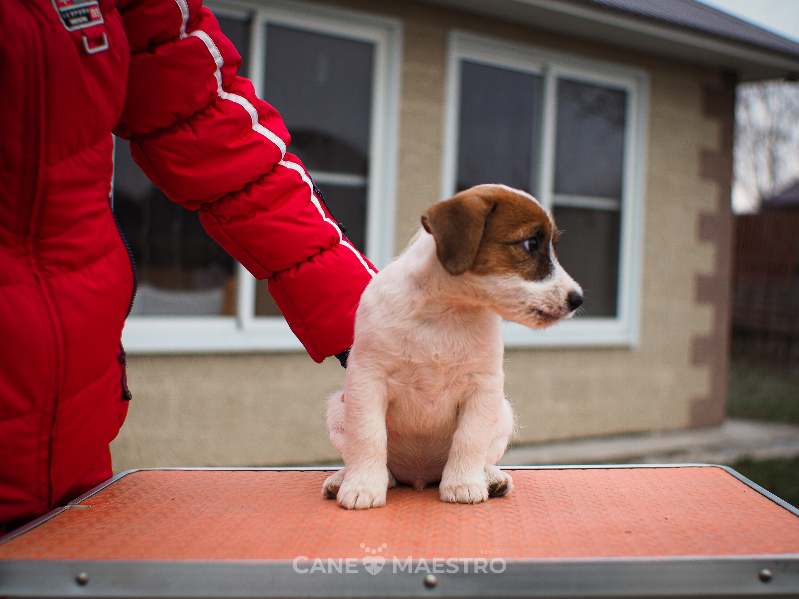 3КОБЛ_СНЕГОВИК. CANE MAESTRO — kennel Jack Russell Terrier