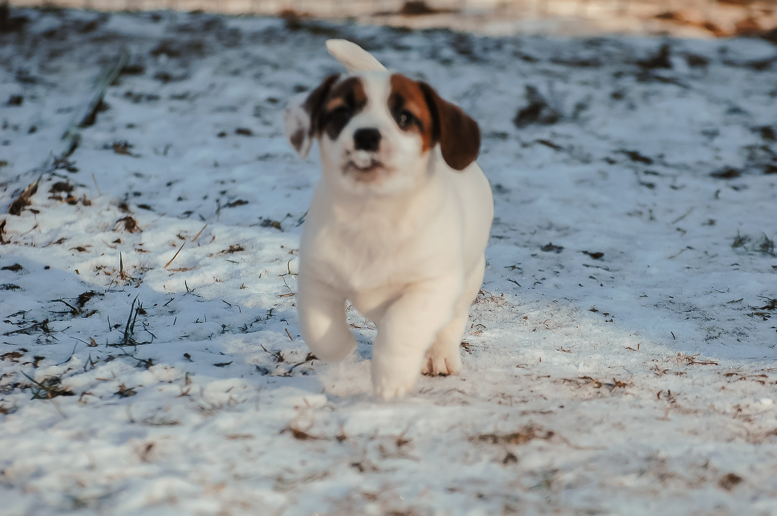 1КОБЛ_МОНОКЛЬ_Ц_ЛИТТЕР. CANE MAESTRO — kennel Jack Russell Terrier