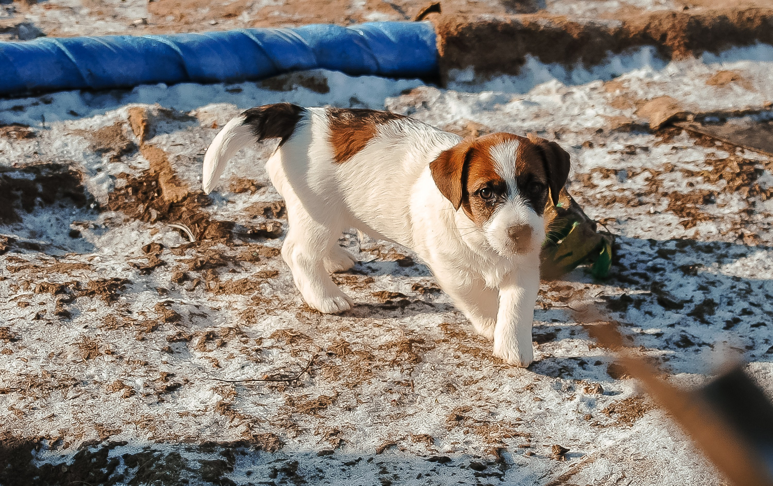 Мальчик 2. Кобель бело-рыжий. Джек рассел терьер щенок. КАНЕ МАЭСТРО — питомник Джек рассел терьеров