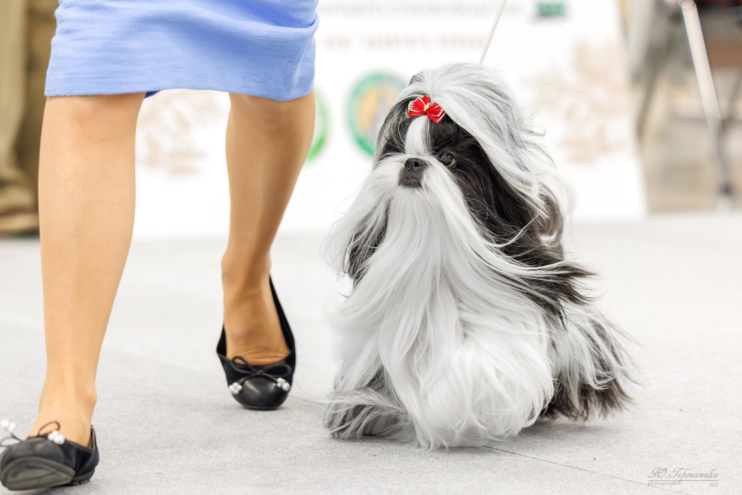 Зилант Казань 29-30.11.2025. Фотограф-анималист Юлия Германика