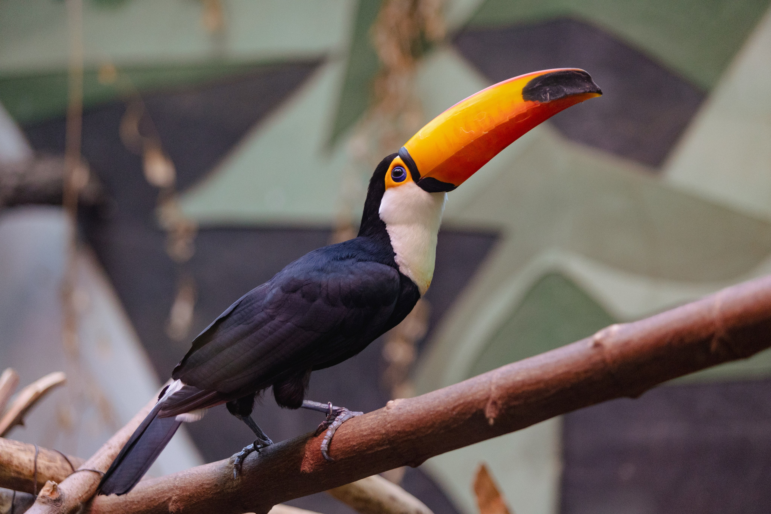 Московский зоопарк. Photographer Sonkina Tatiana (Tanya Ash)