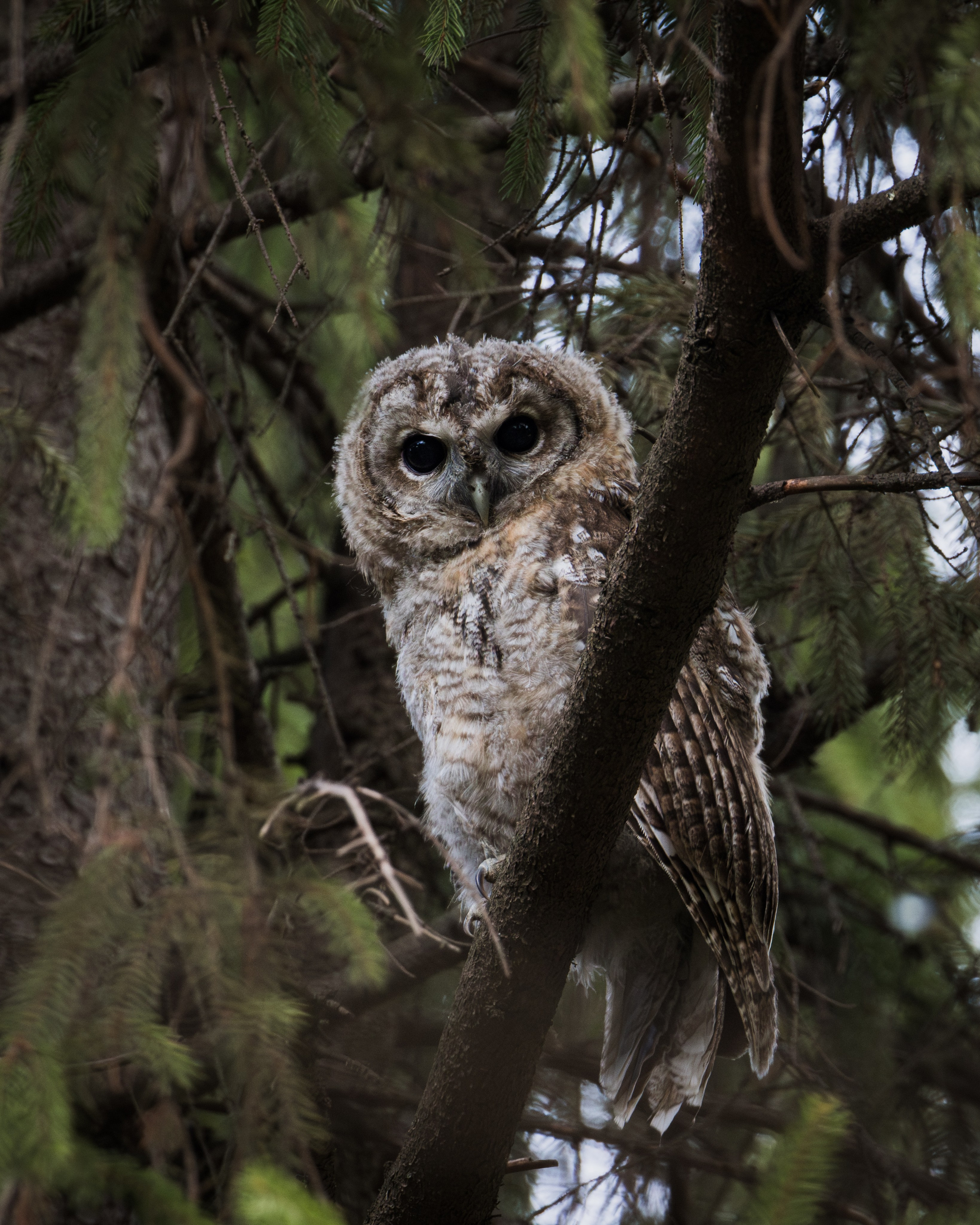 Voronezh 2025. Anton Chernov | Wildlife photographer